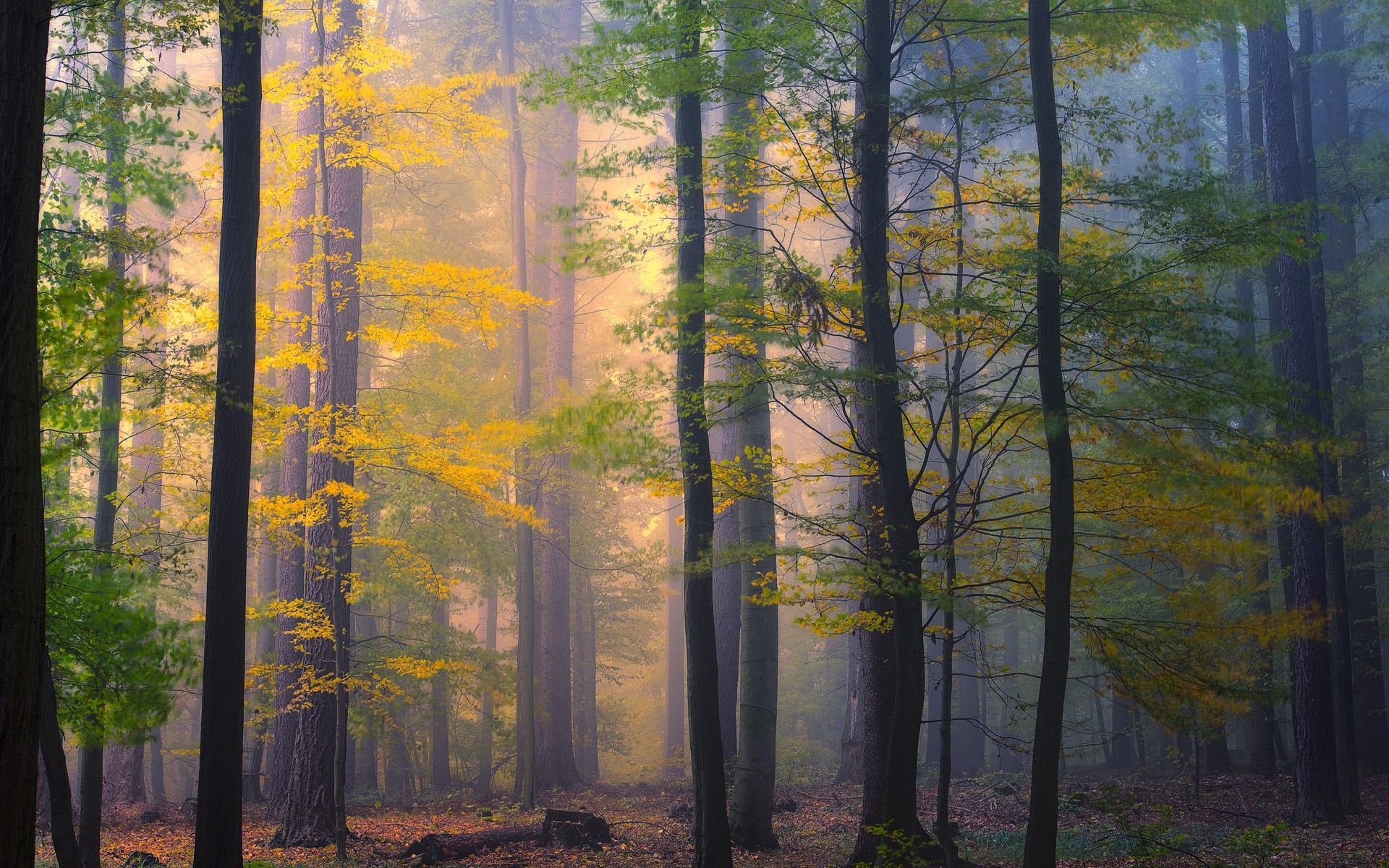 General 1920x1200 nature forest morning mist fall leaves trees colorful