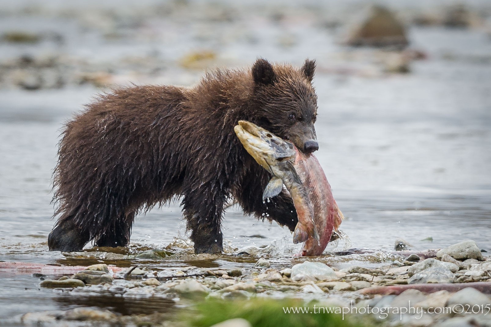 General 1607x1069 bears salmon fish mammals animals 2015 (Year)