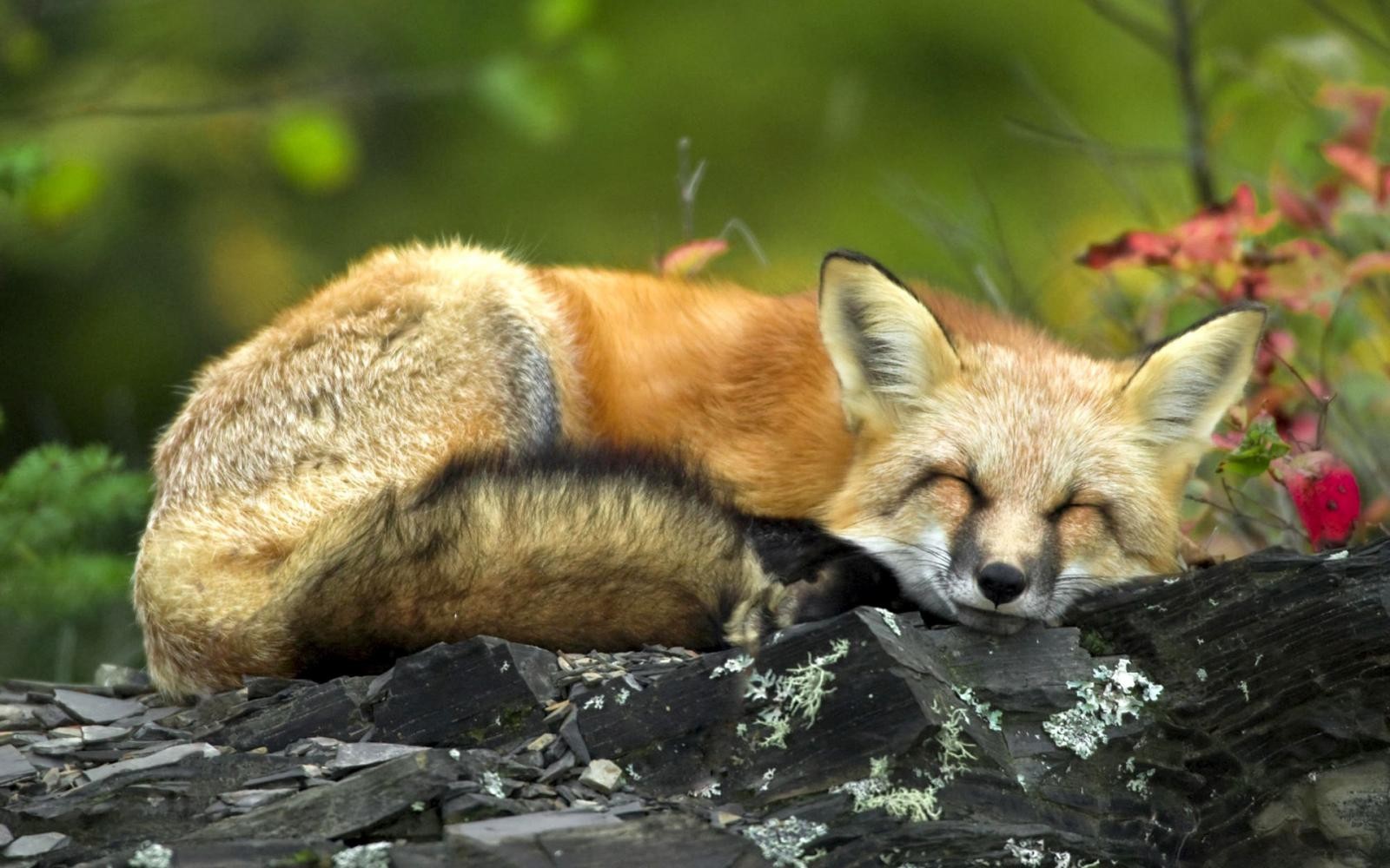 General 1600x1000 animals fox rocks mammals sleeping