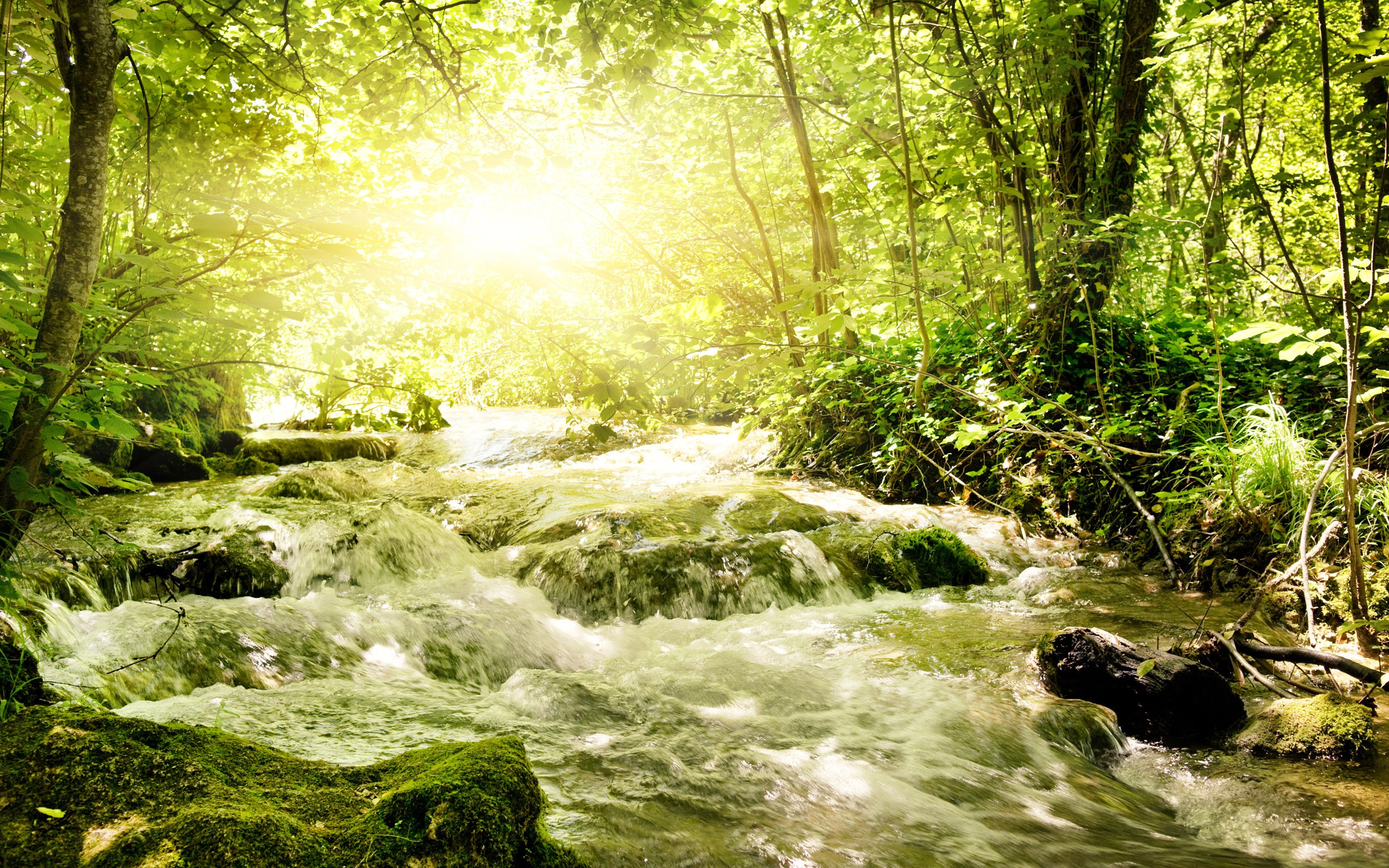 General 2560x1600 nature trees forest river