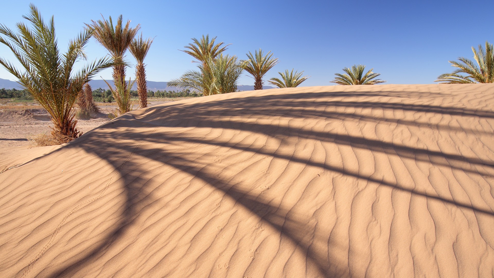 General 1920x1080 nature landscape palm trees sand desert dunes shadow trees hills
