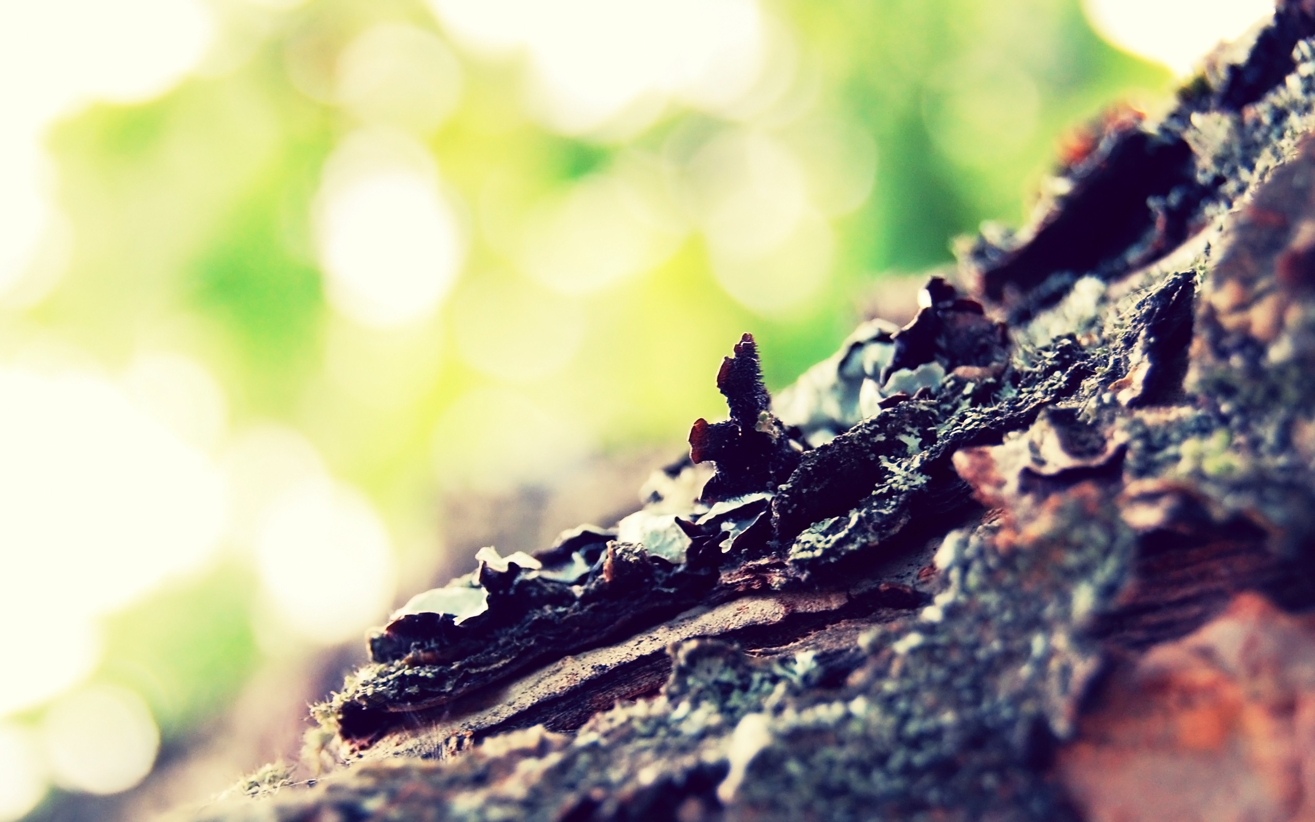 General 2560x1600 photography nature depth of field tree bark trees
