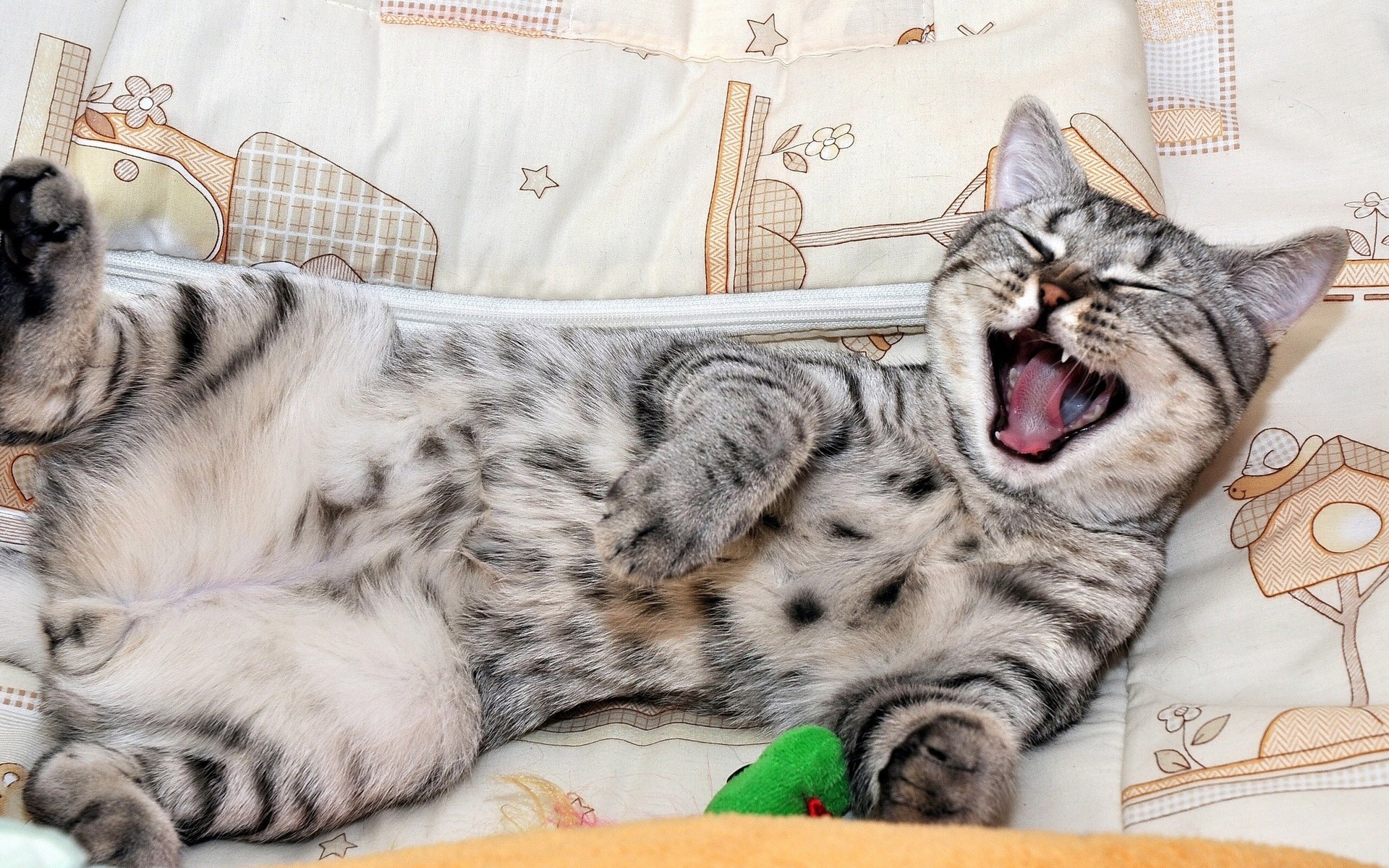 General 1920x1200 cats pet animals mammals yawning closeup open mouth tongues pointy teeth fur closed eyes