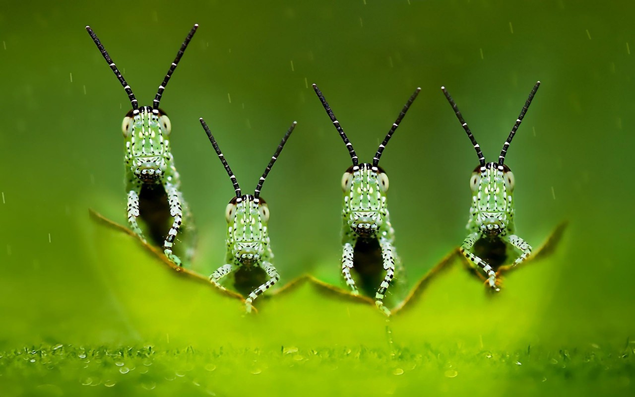 General 1280x800 green macro photography blurred depth of field insect animals green background water rain