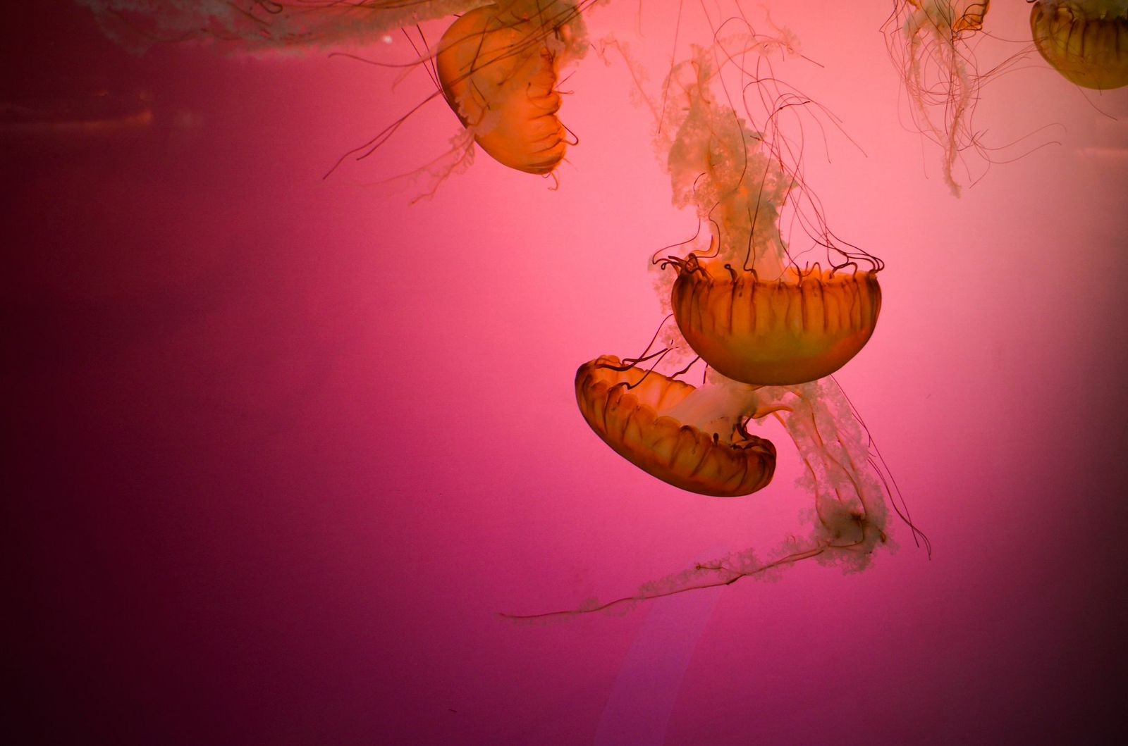 General 1600x1059 animals underwater jellyfish pink