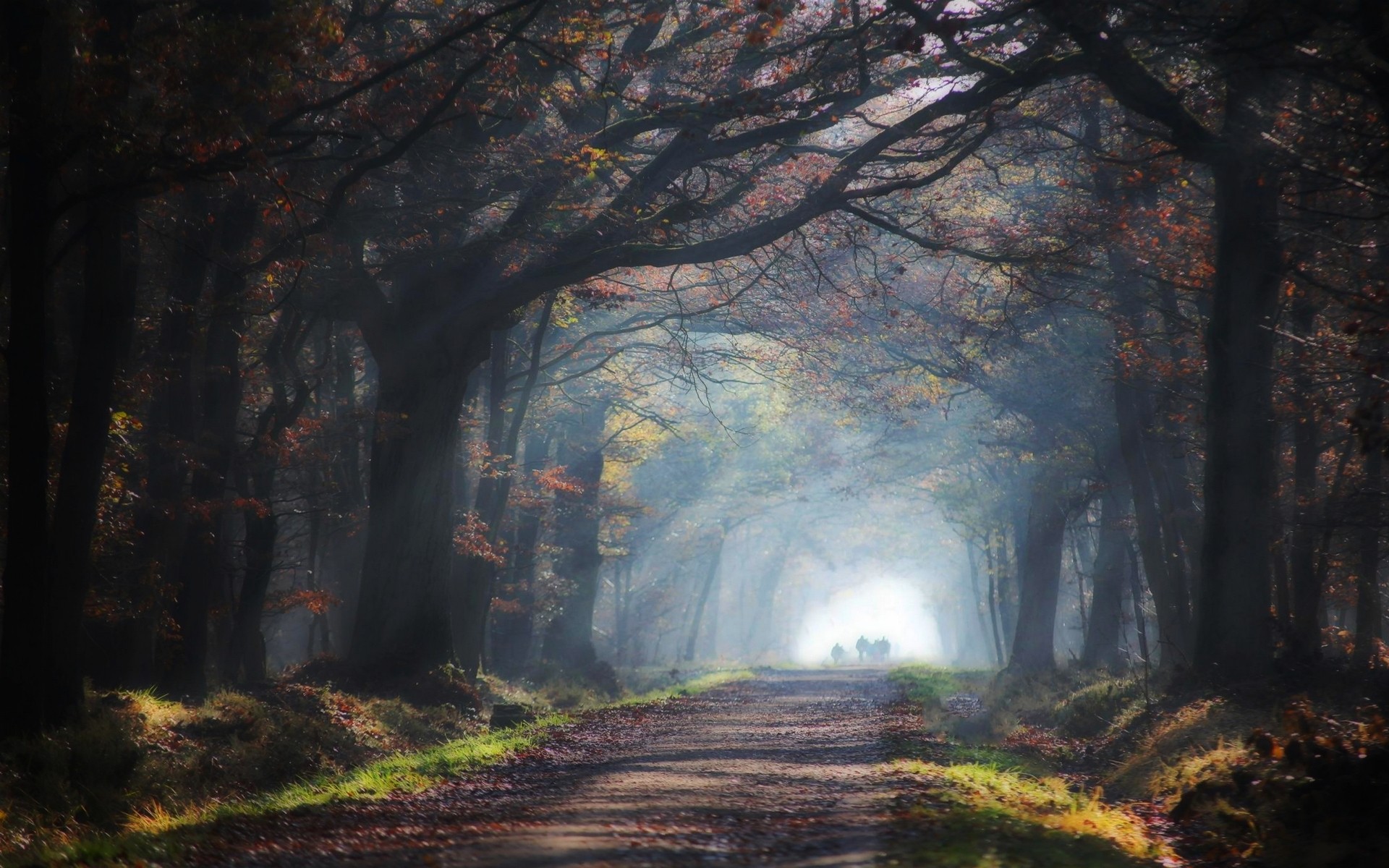 General 1920x1200 nature road leaves sun rays mist trees grass tunnel