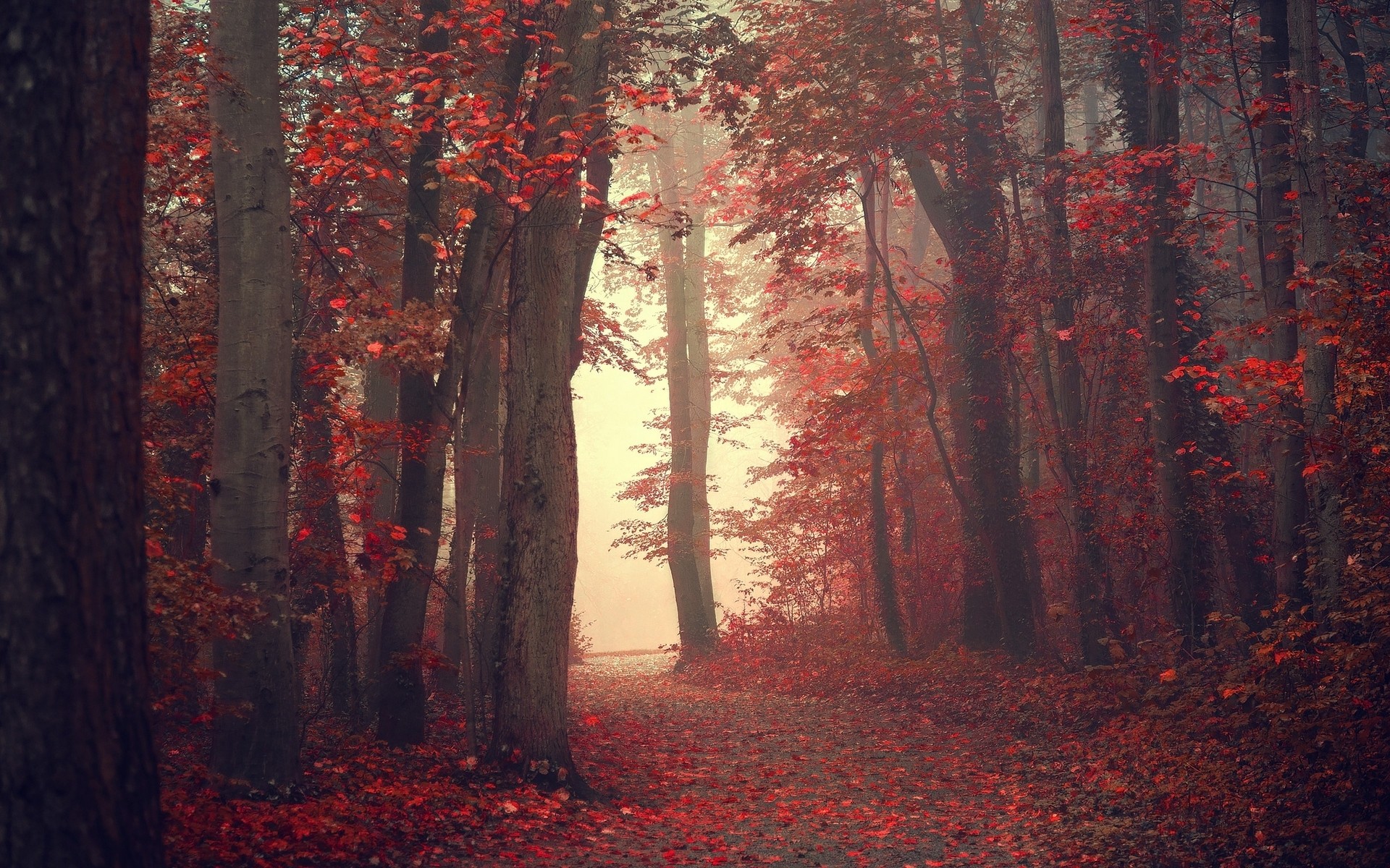 General 1920x1200 nature fall trees mist path red leaves forest red leaves