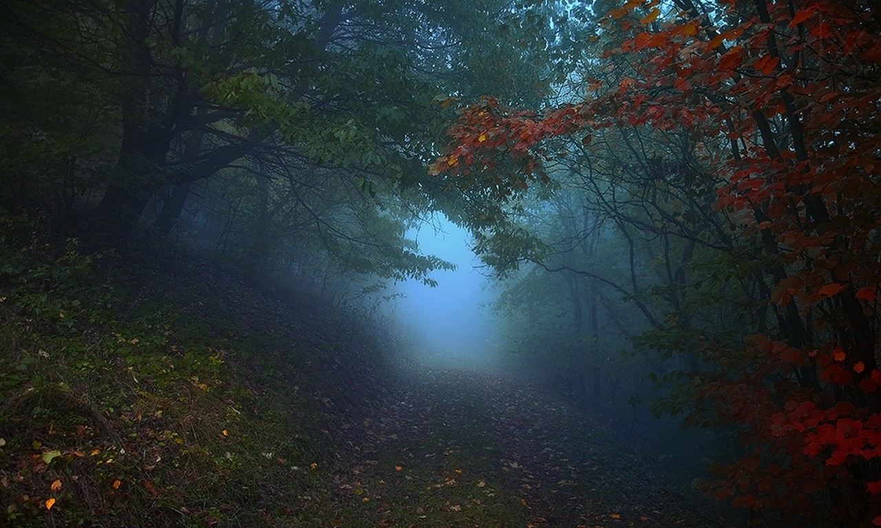 General 1280x768 nature landscape path mist forest morning leaves trees hills fall