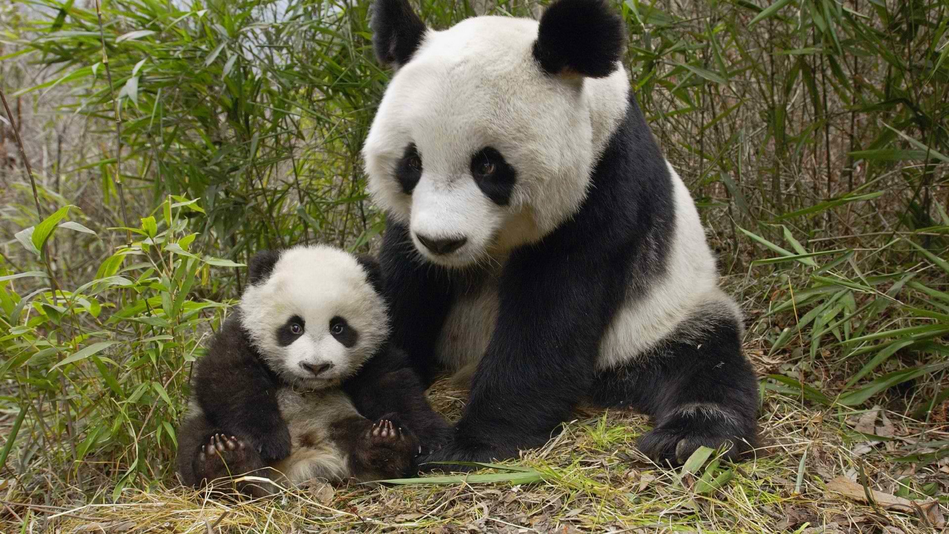 General 1920x1080 animals panda plants bears mammals baby animals