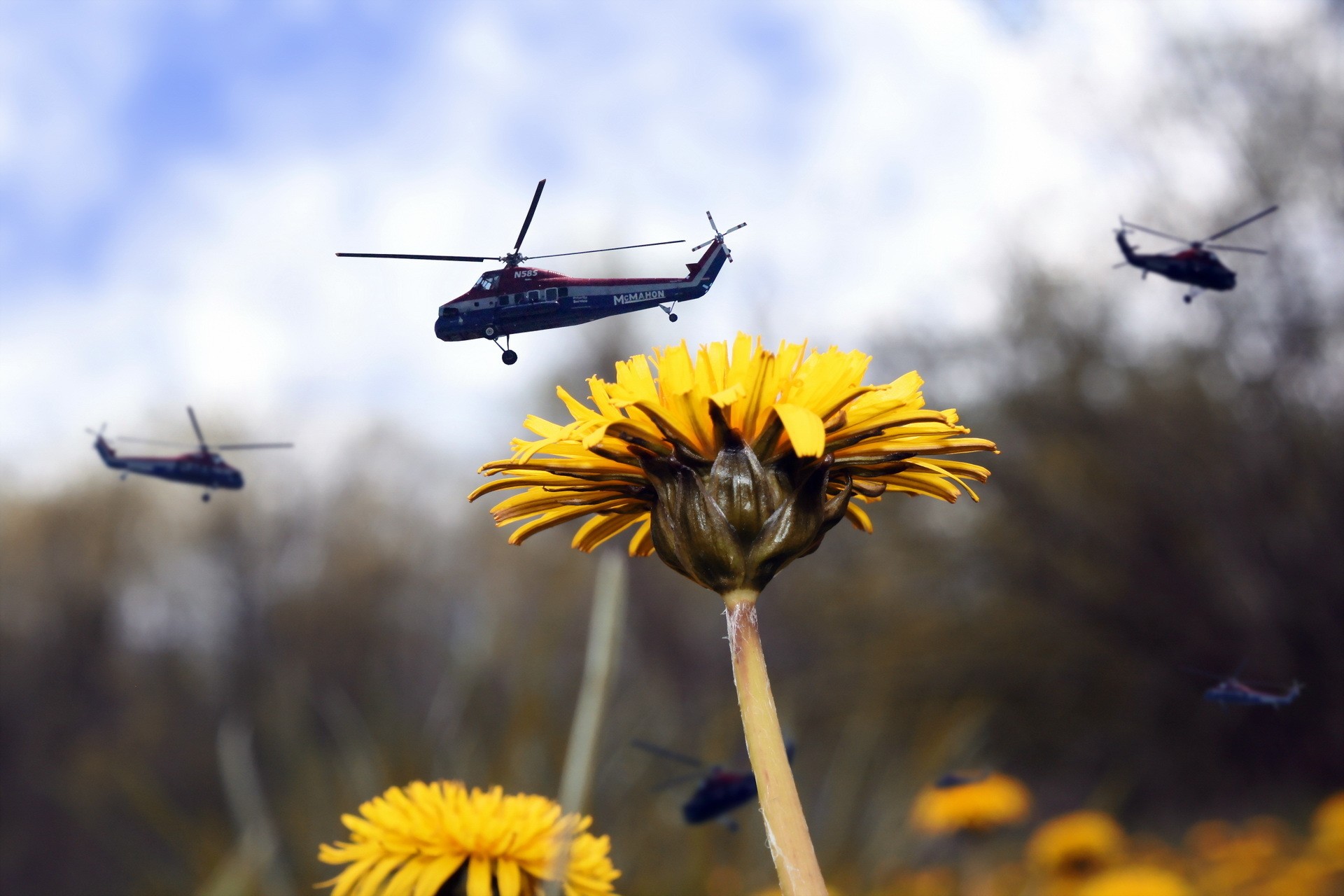 General 1920x1280 flowers nature macro helicopters depth of field yellow flowers plants vehicle