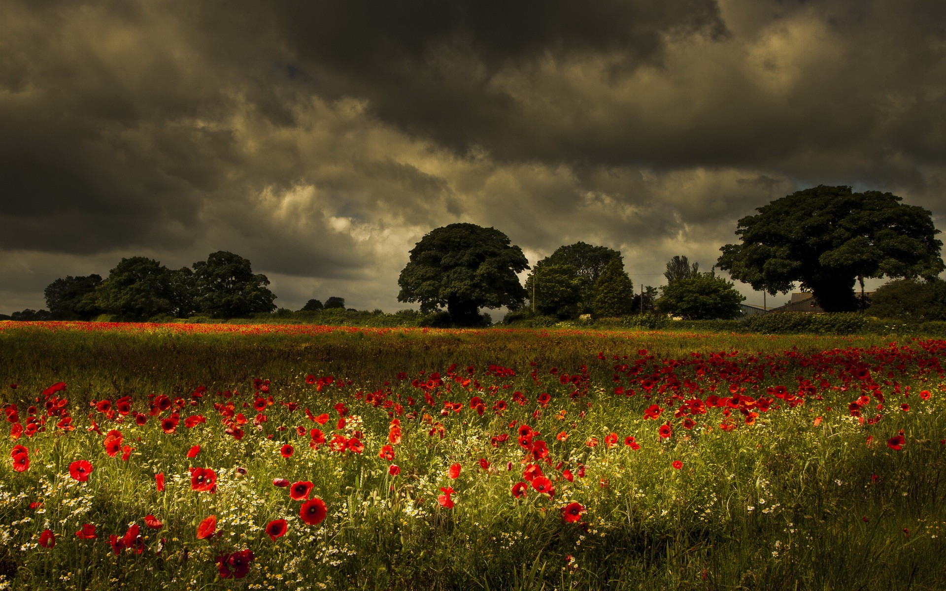 General 1920x1200 landscape trees poppies field nature red flowers flowers plants clouds