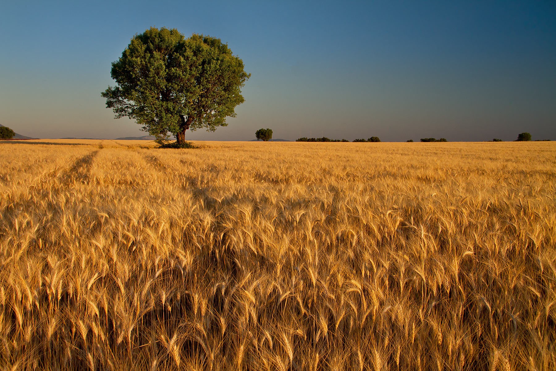 General 1800x1200 wheat summer trees plains field landscape Agro (Plants)