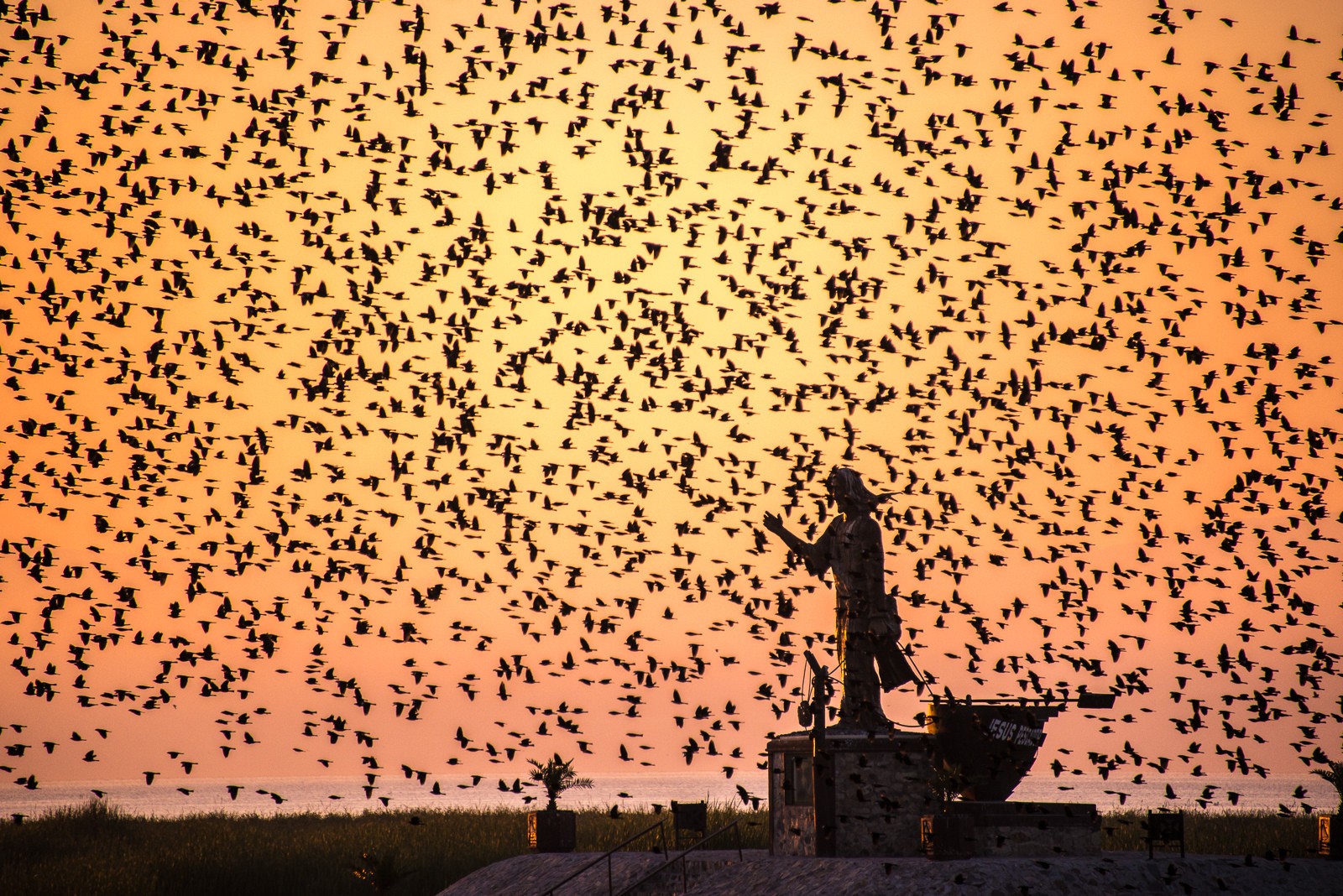 General 1600x1068 birds outdoors animals sky orange sky