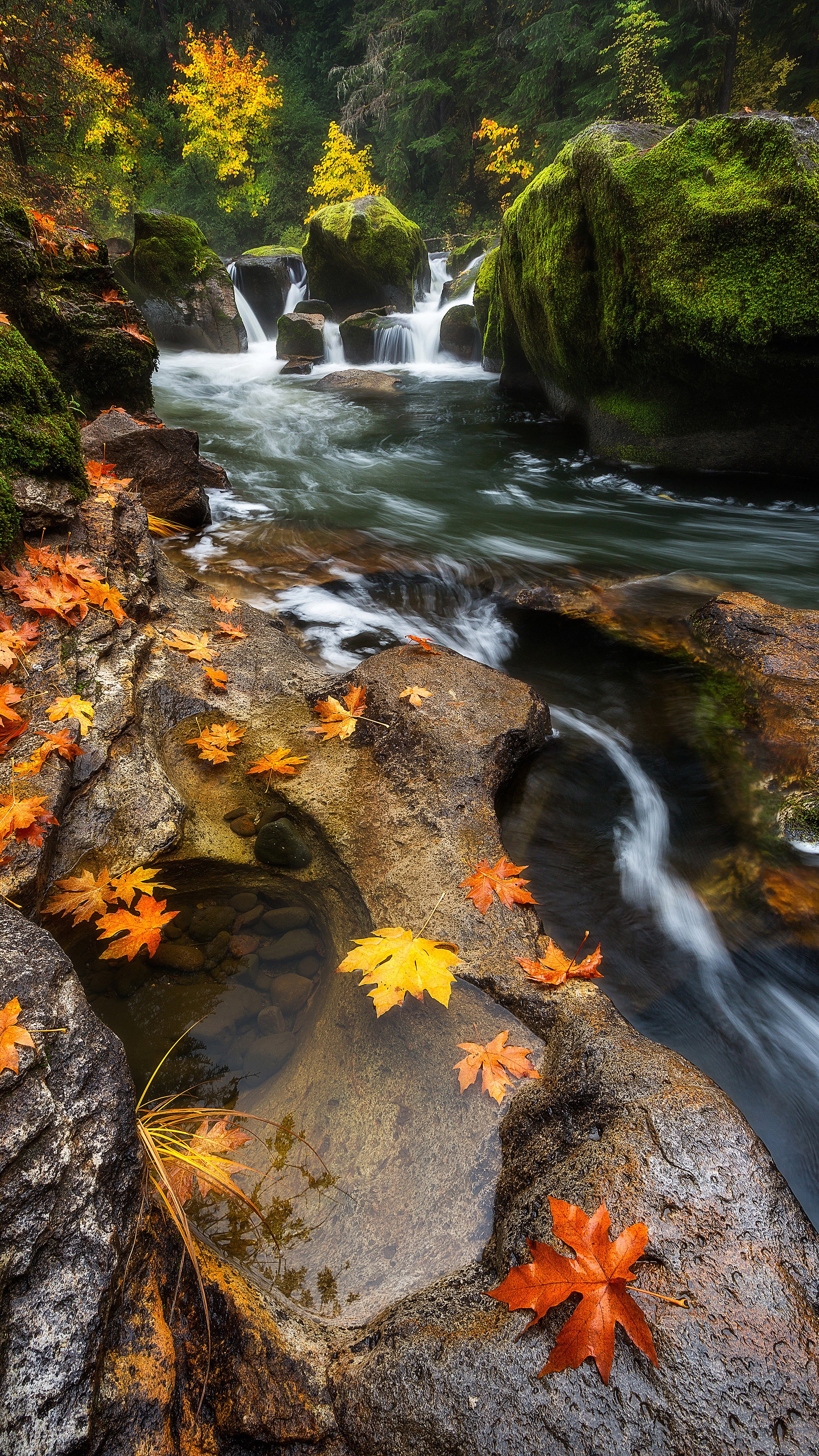 General 2160x3840 waterfall leaves river stream fallen leaves fall moss wet nature landscape outdoors portrait display