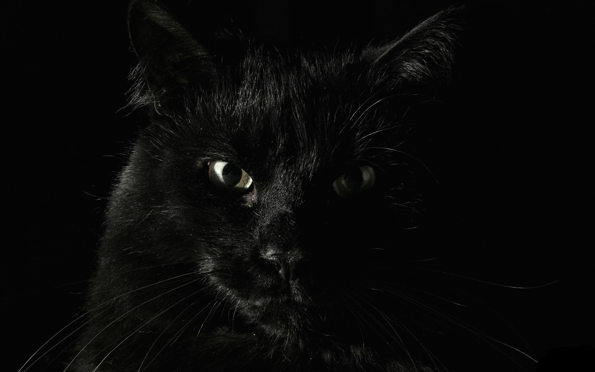 General 1920x1200 animals cats black cats dark closeup black black background eyes yellow eyes mammals