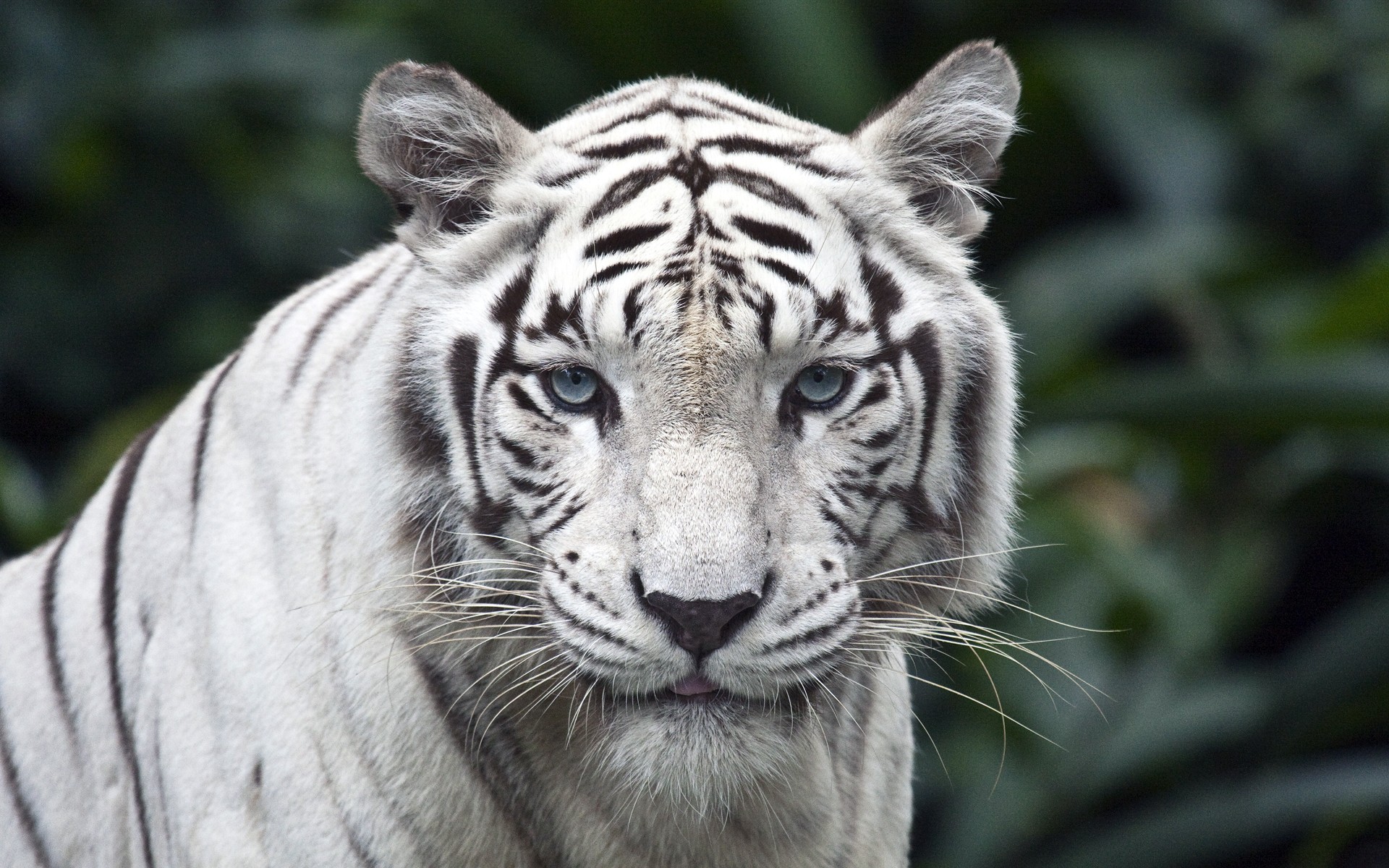 General 1920x1200 tiger animals big cats animal eyes blue eyes mammals white tigers
