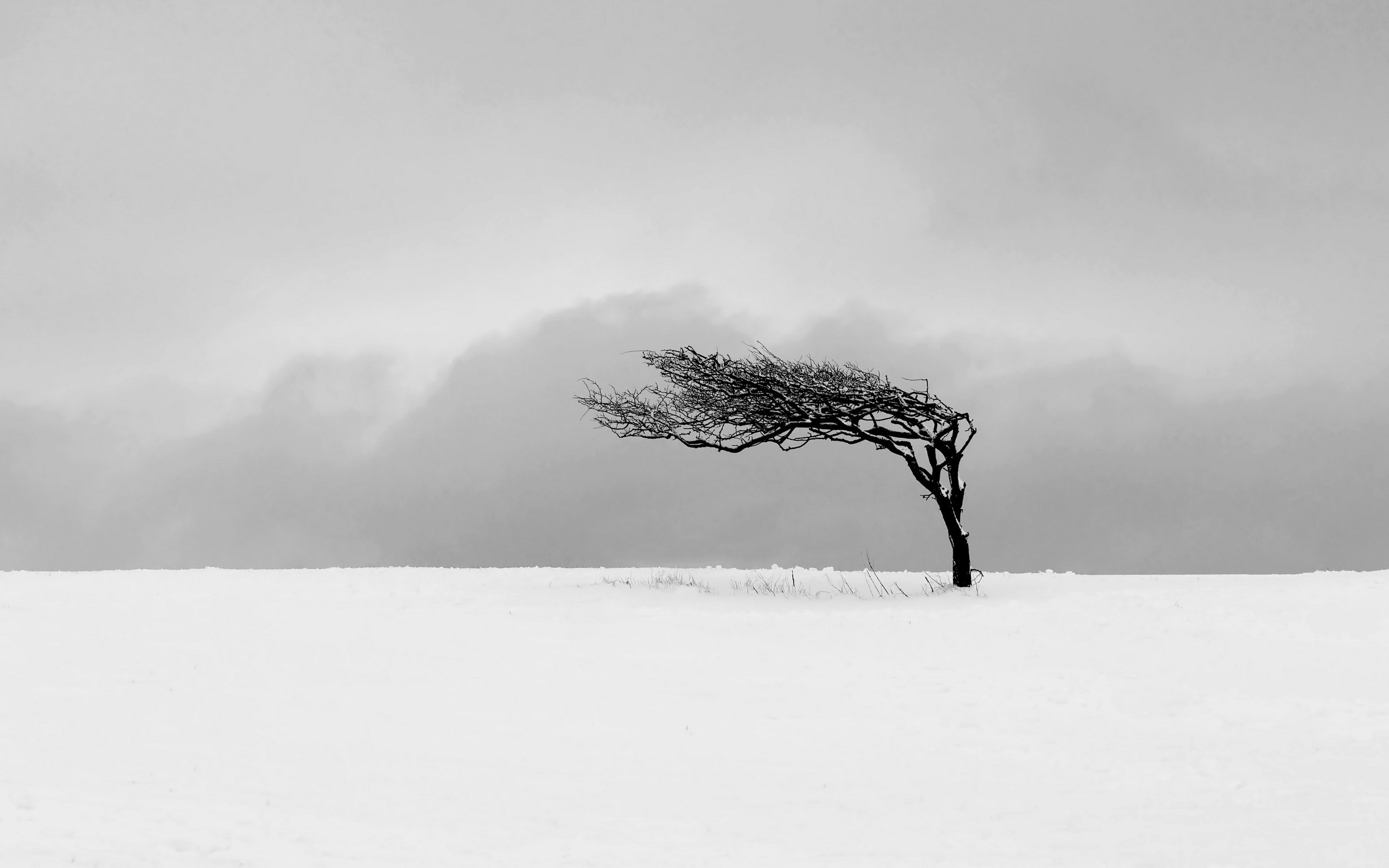 General 2560x1600 nature trees winter snow monochrome minimalism mist white cold frost ice landscape