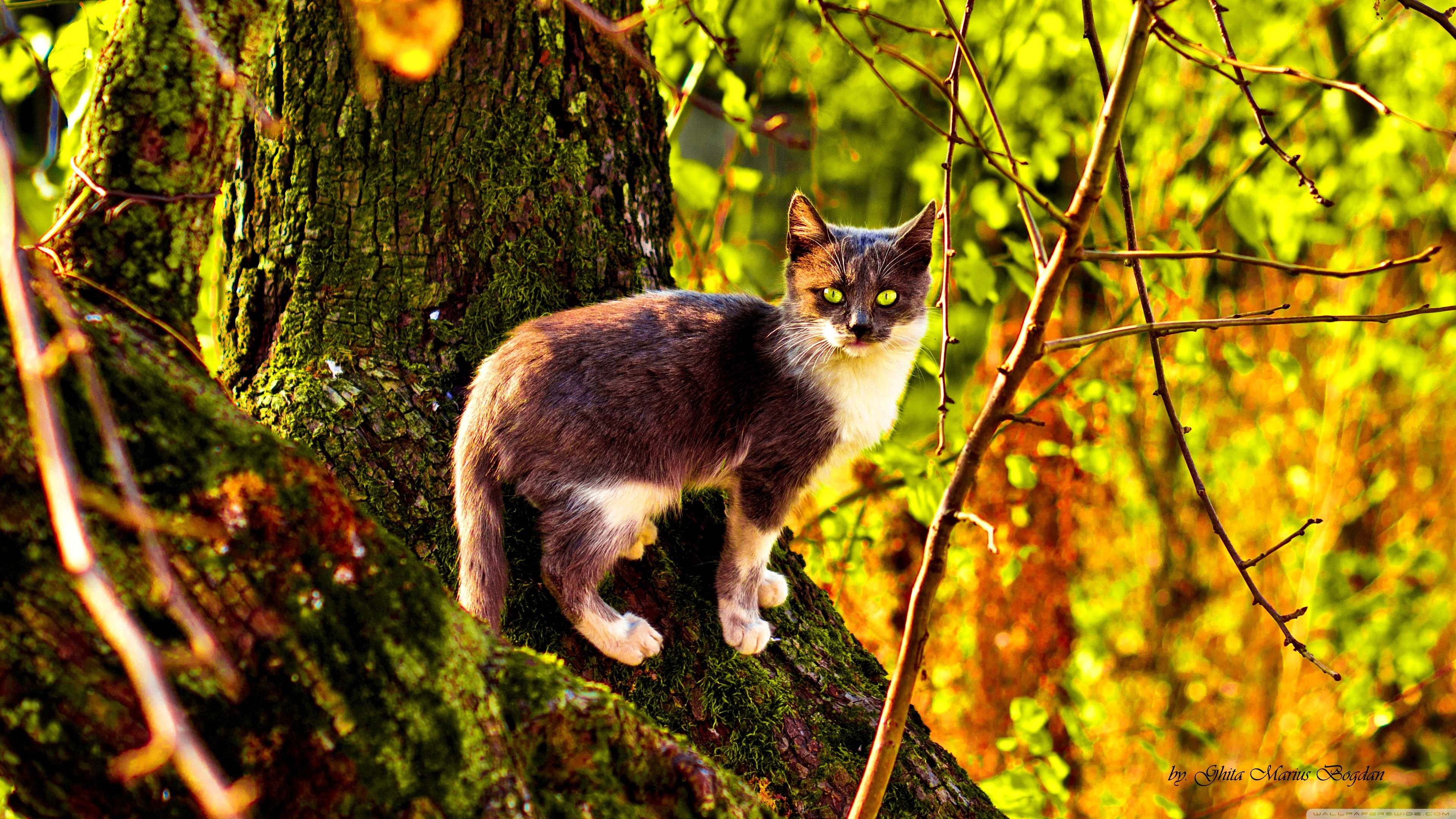General 3840x2160 nature cats trees twigs animals moss colorful fall mammals animal eyes plants branch outdoors