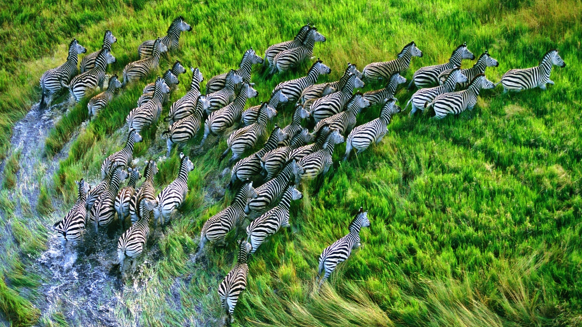 General 1920x1080 nature landscape animals zebras HDR mammals