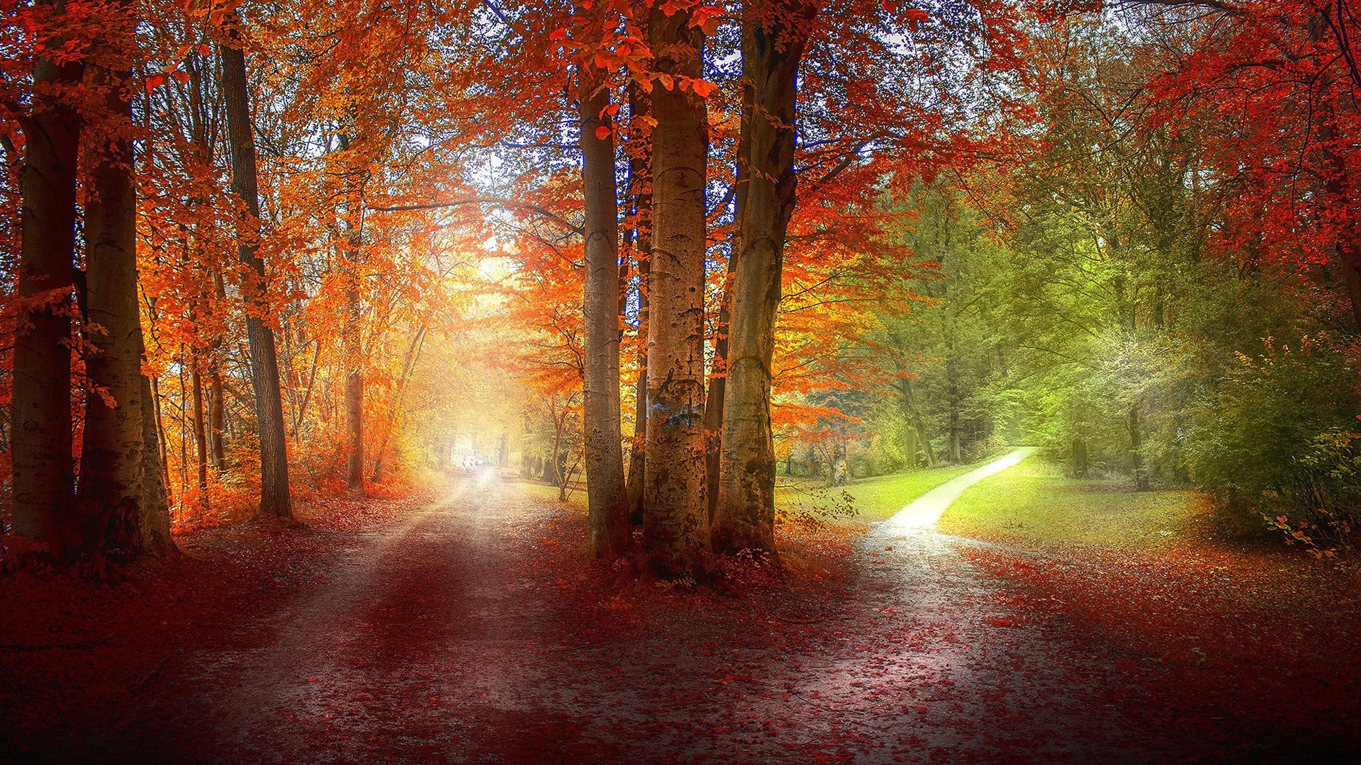 General 1920x1080 forest trees dirt road red leaves fall outdoors