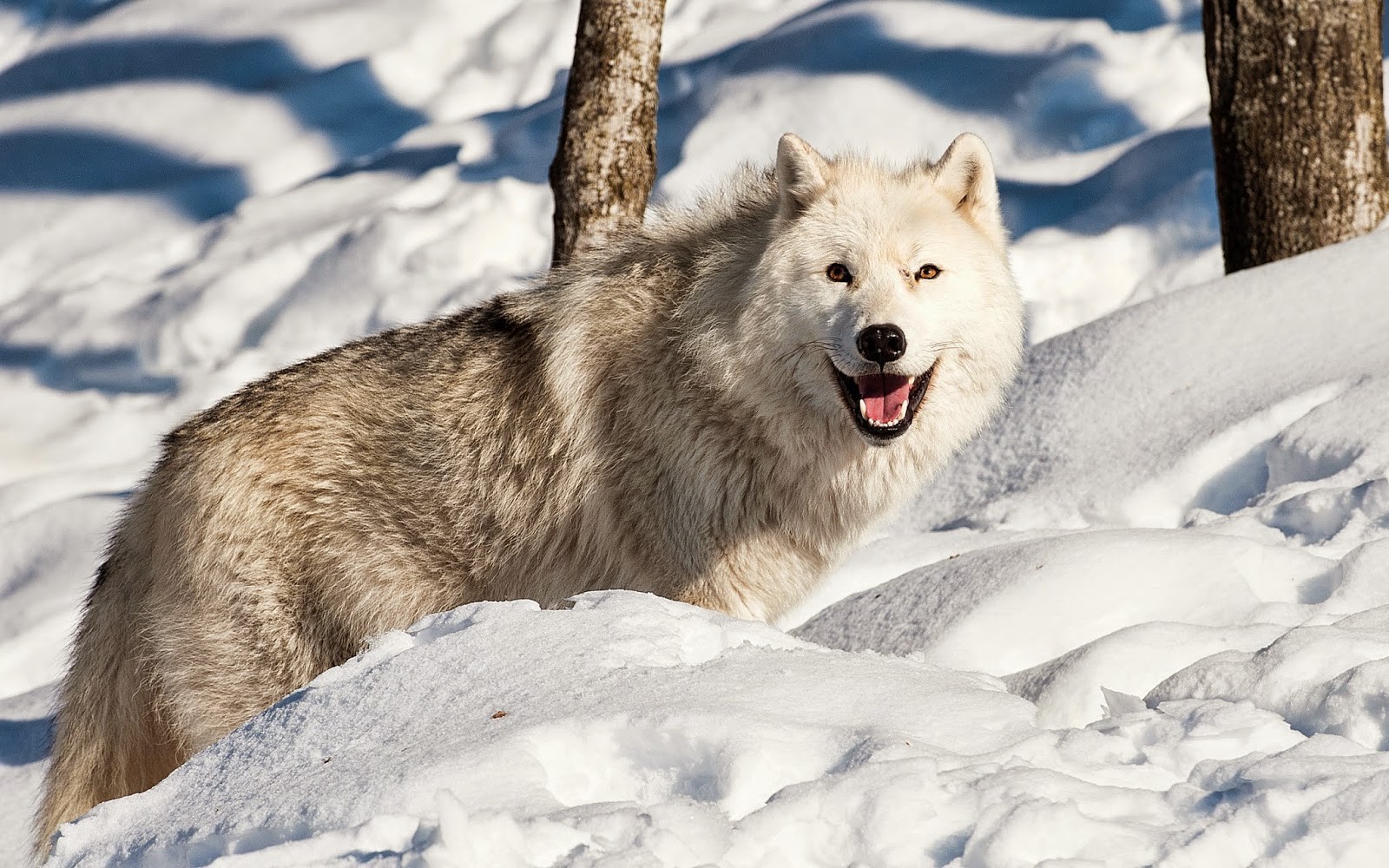 General 1600x1000 animals nature snow wolf mammals