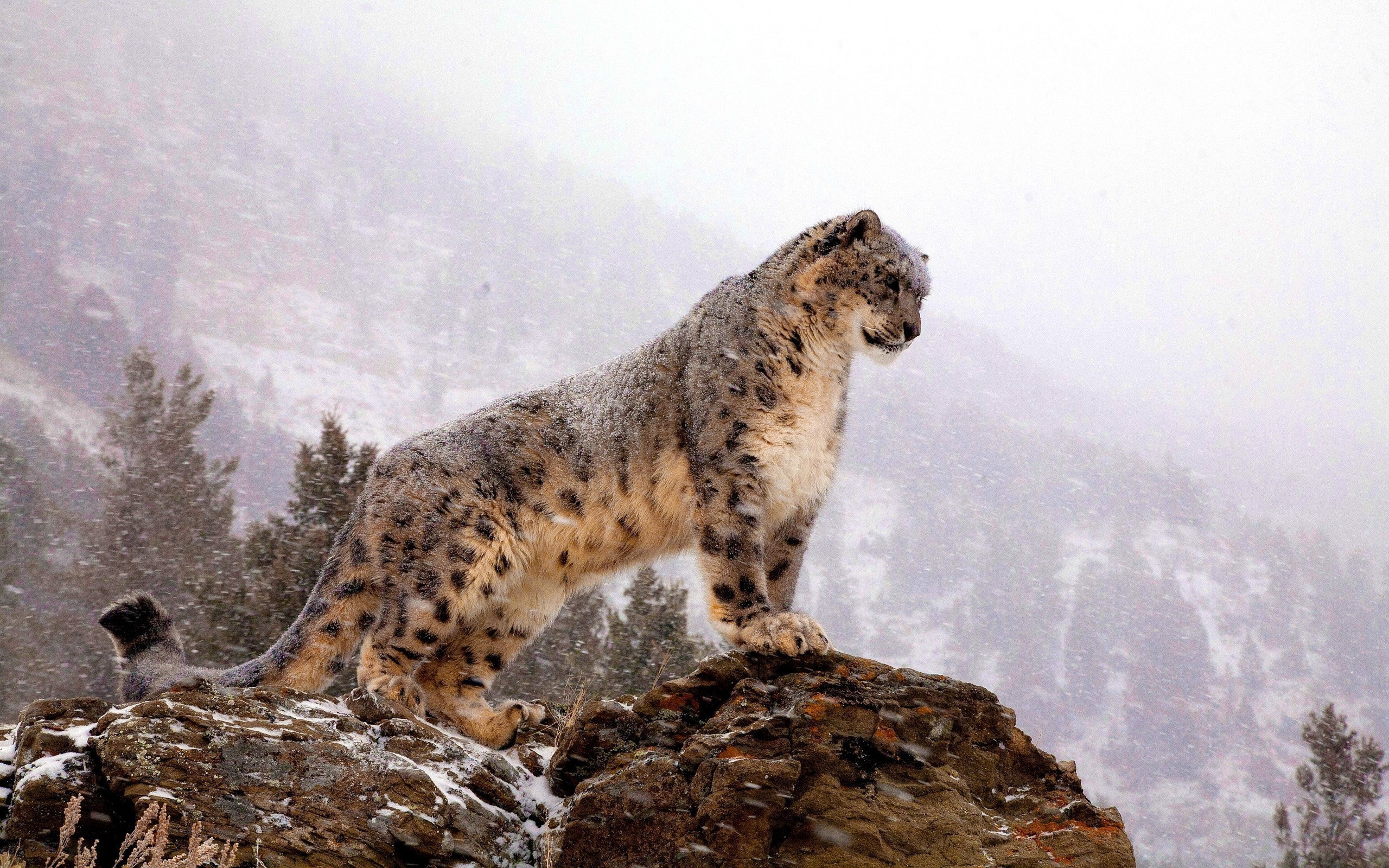 General 2560x1600 animals leopard bars snow leopards wildlife snow mammals big cats