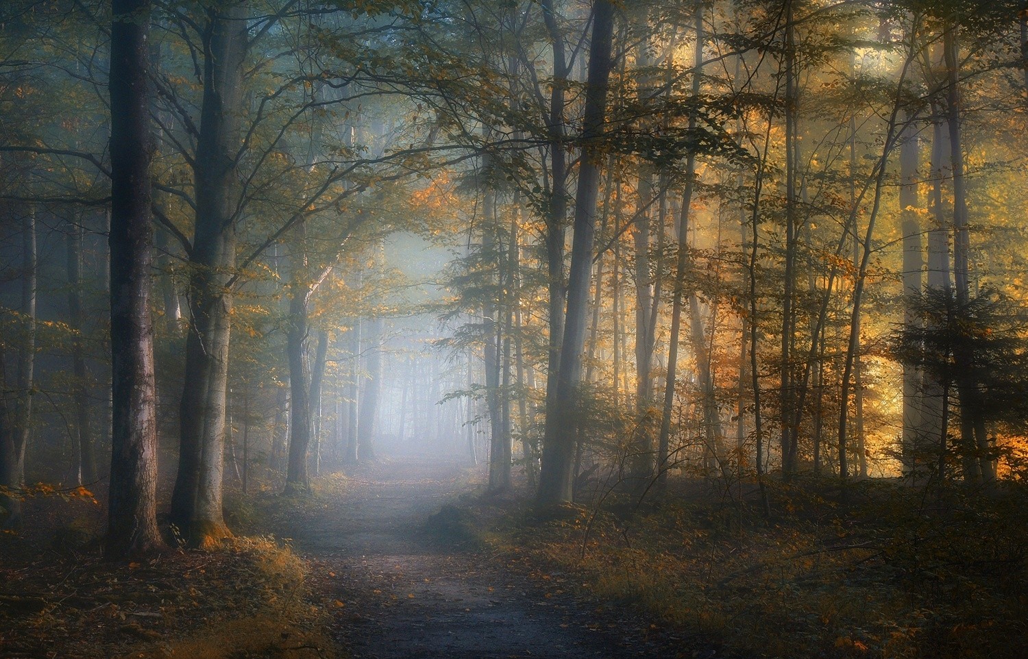 General 1500x962 mist path fall forest leaves trees sunlight morning nature landscape dirt road