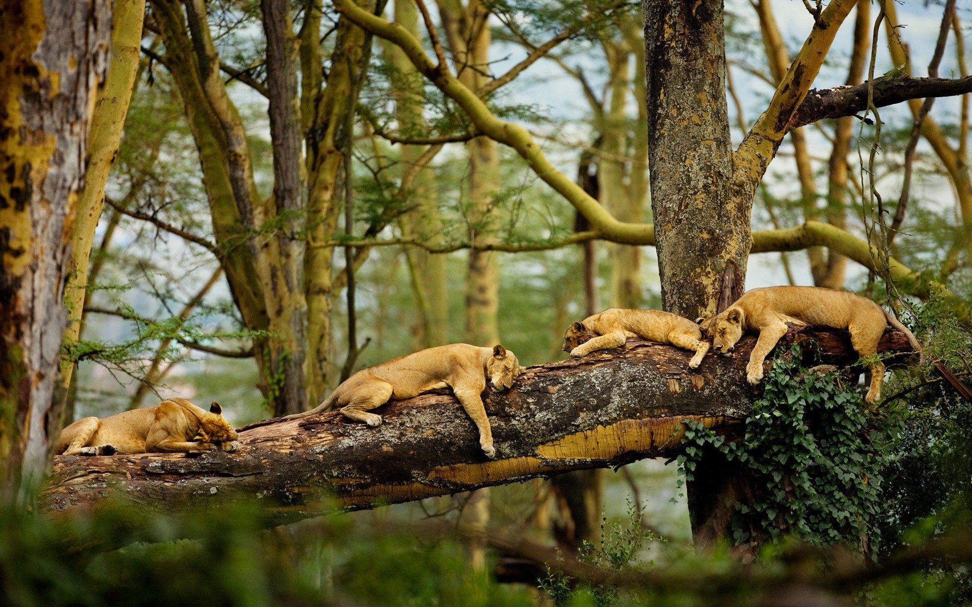 General 1920x1200 lion Africa trees sleeping nature big cats animals wildlife