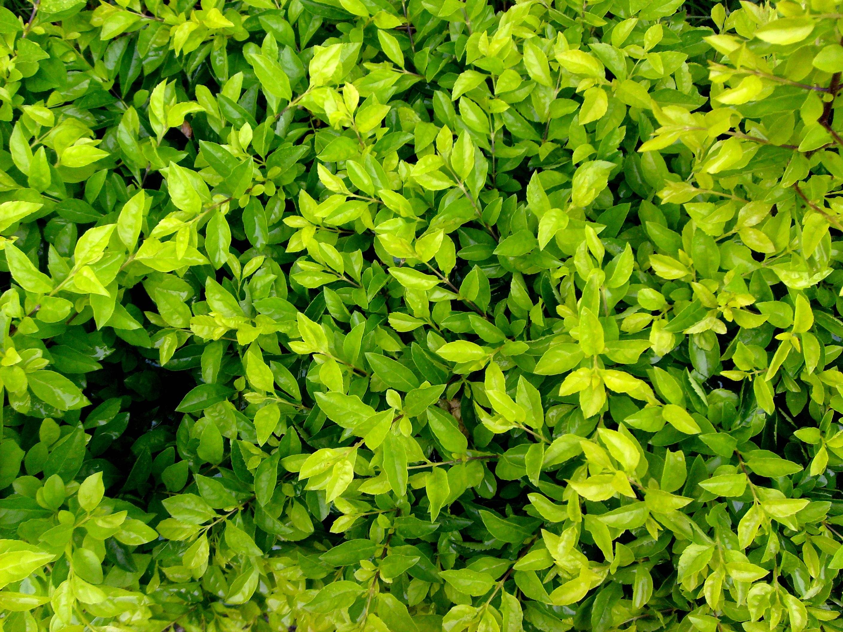 General 2816x2112 green plants leaves
