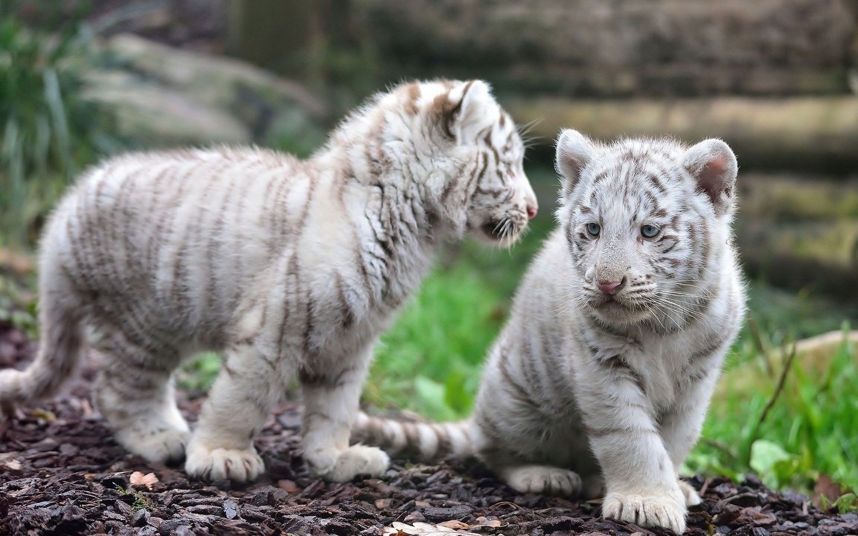 General 1680x1050 animals white tigers tiger baby animals big cats mammals