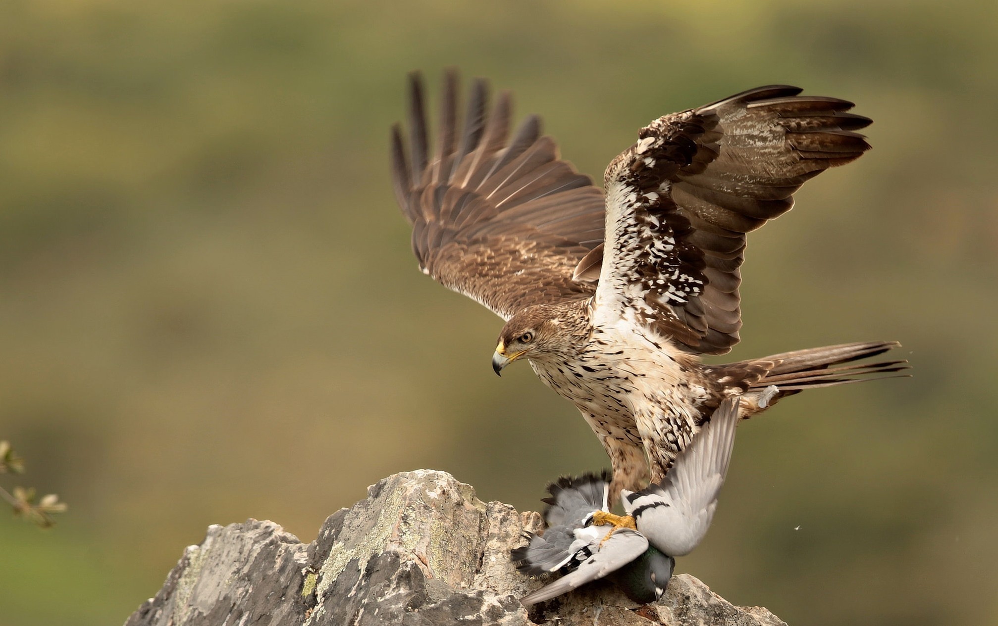 General 2015x1265 eagle nature animals birds closeup bird of prey hunting