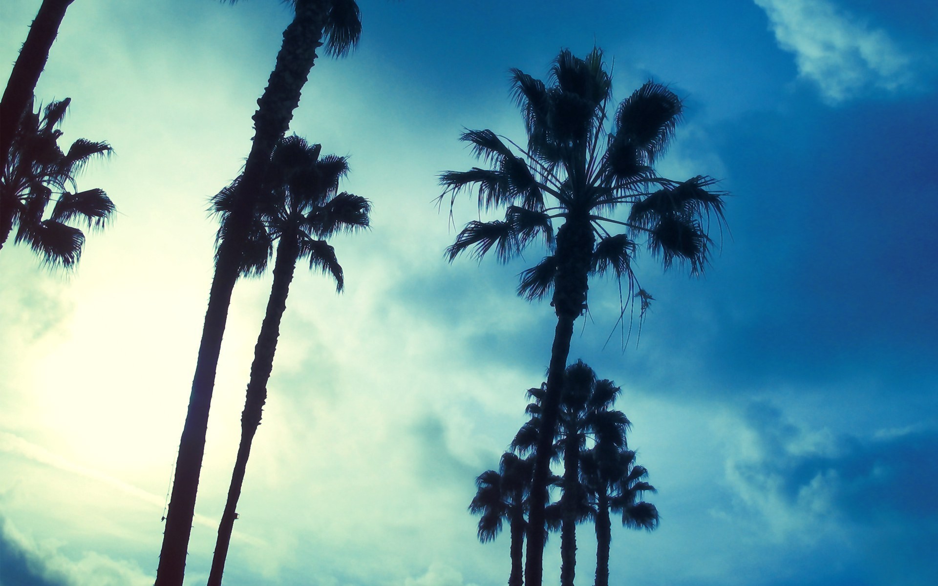 General 1920x1200 trees sky palm trees blue clouds