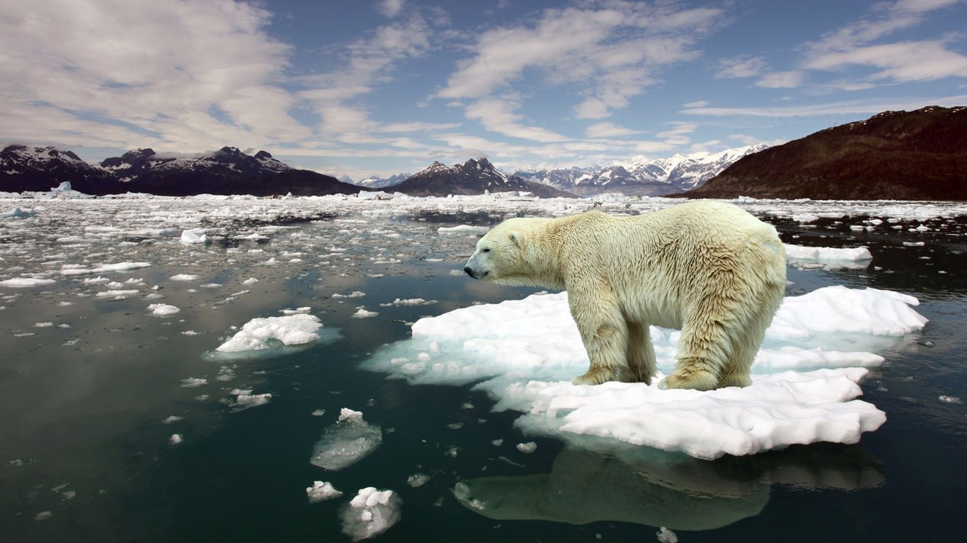 General 1366x768 nature animals polar bears mammals bears ice reflection Arctic