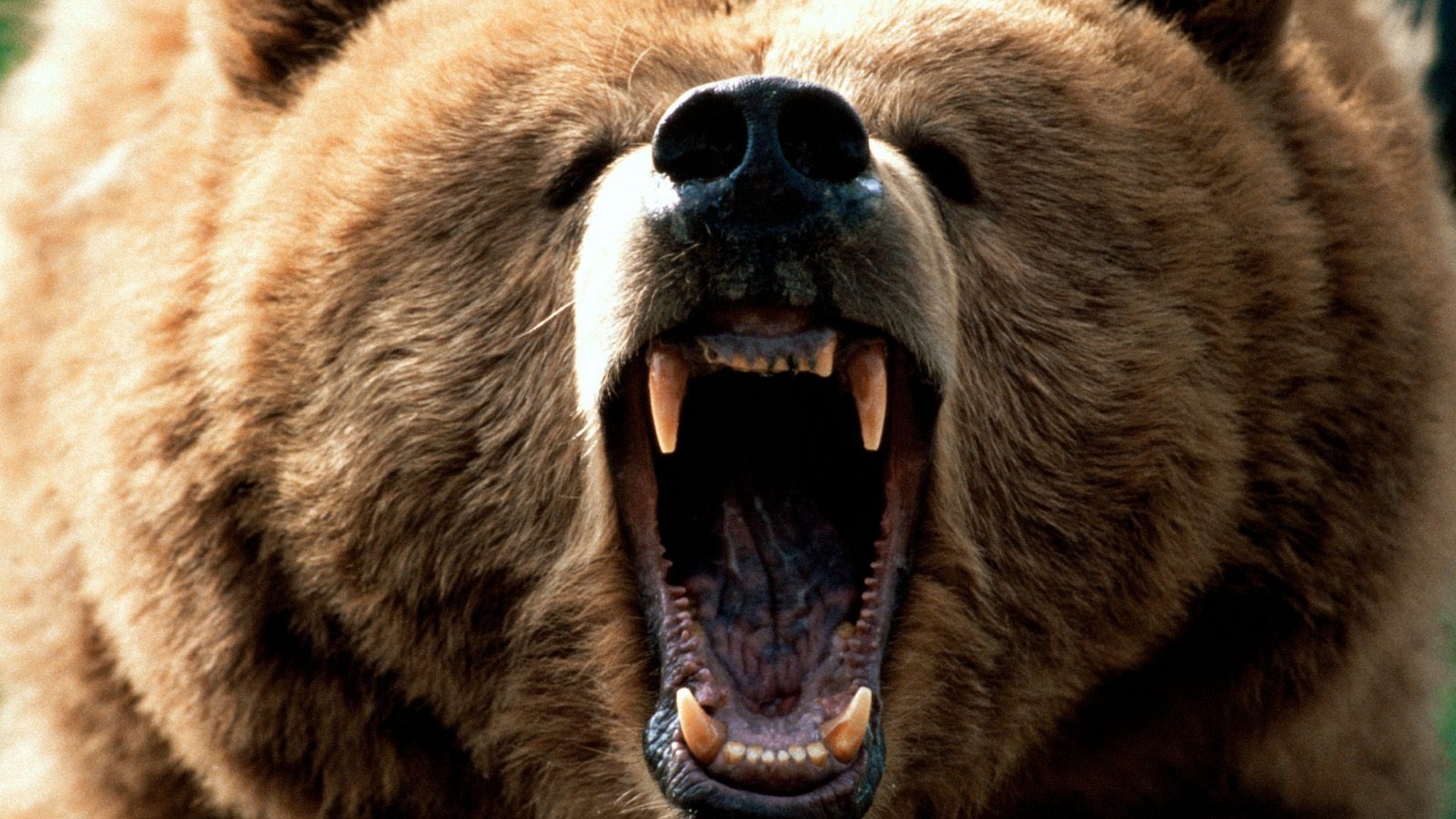 General 1920x1080 grizzly bear roar bears animals frontal view mammals