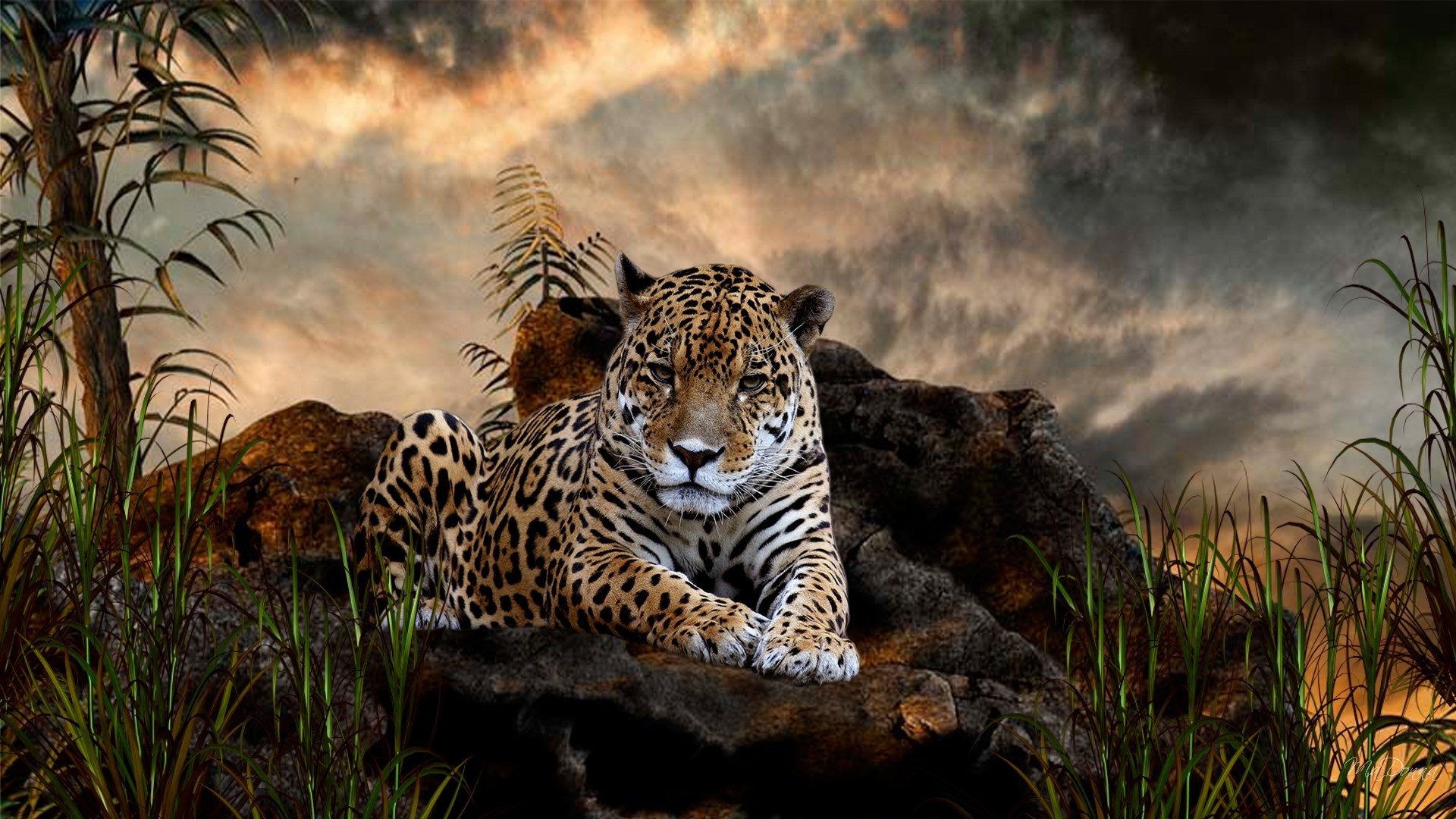 General 1920x1080 animals jaguars big cats nature mist mammals