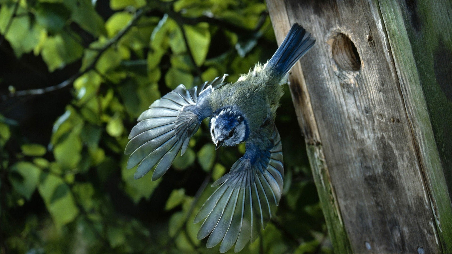 General 1920x1080 nature birds animals flying wings blue jays