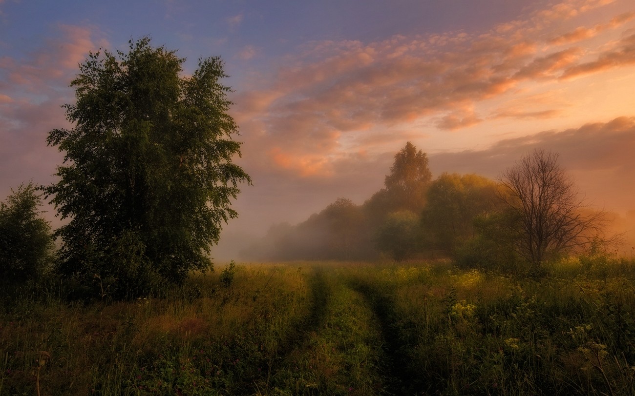 General 1300x812 nature landscape mist morning clouds trees shrubs path grass