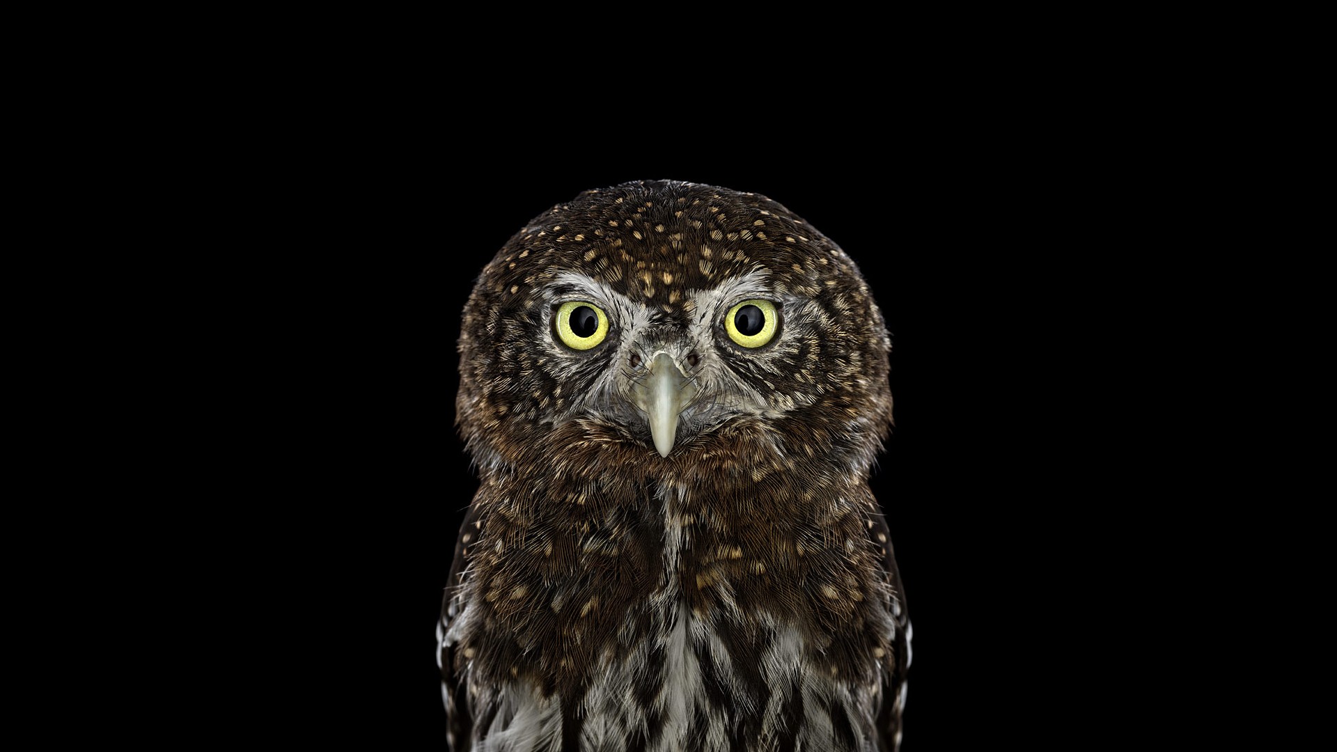 General 1920x1080 photography animals birds owl simple background black background