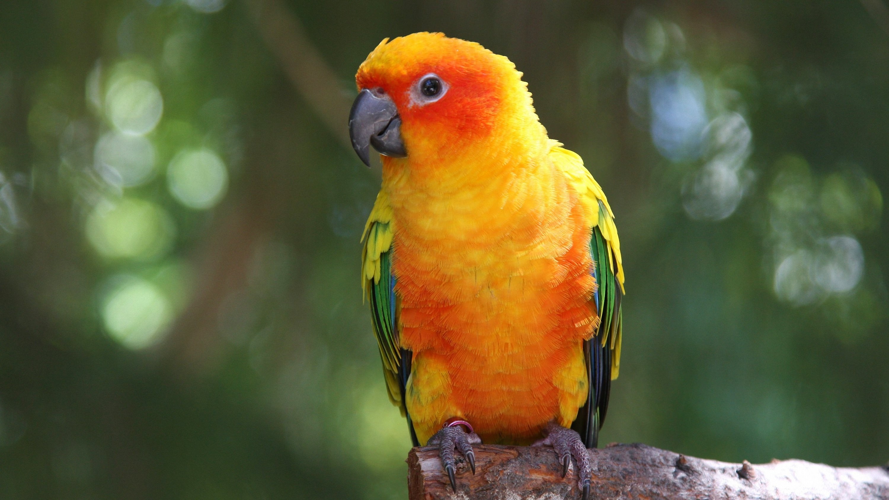 General 3000x1688 birds parrot animals colorful sun conure green background closeup