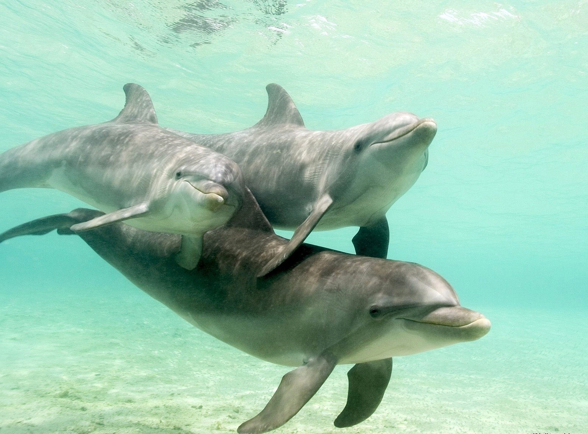 General 2000x1476 animals dolphin underwater mammals