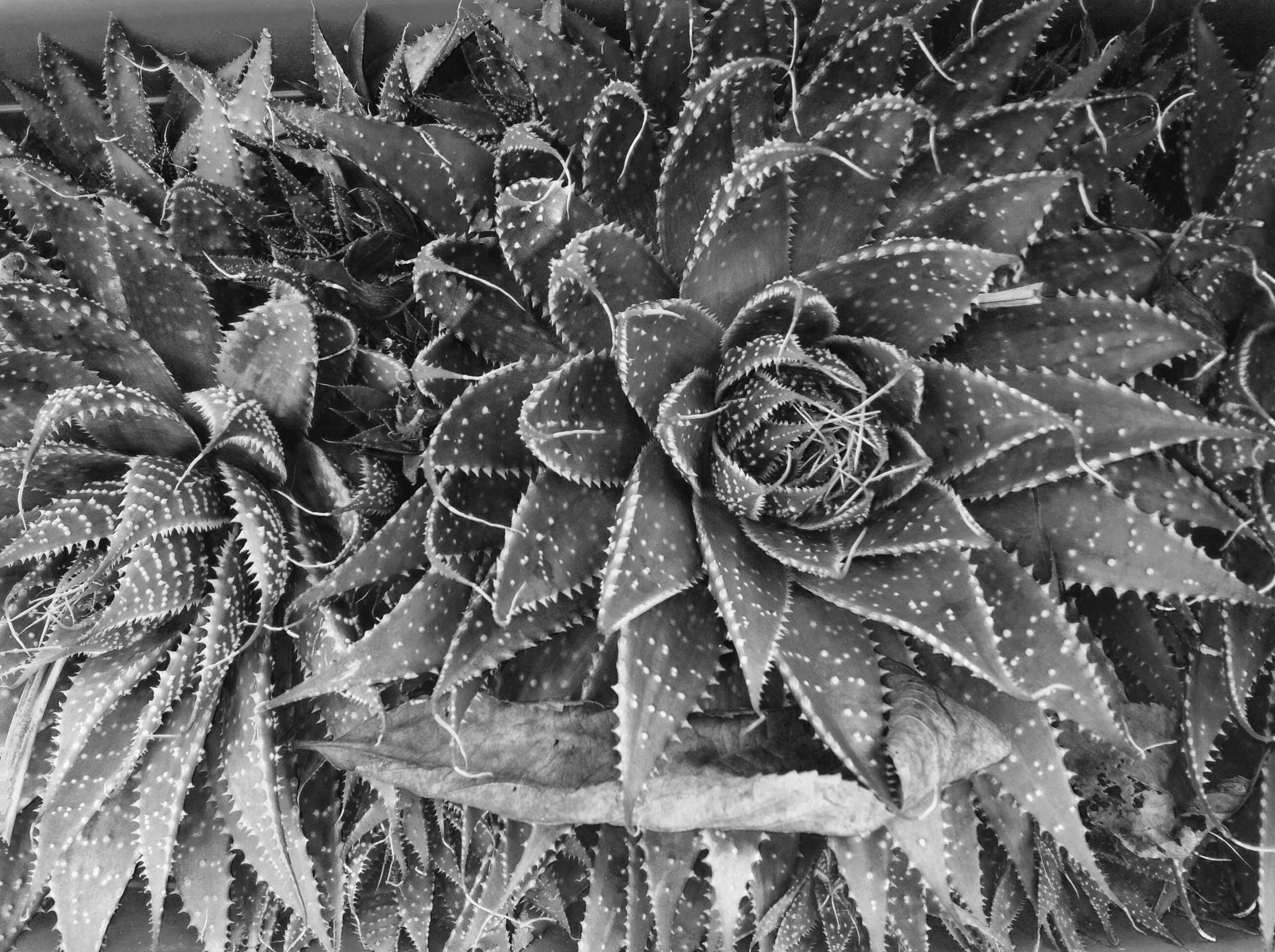 General 2592x1936 monochrome plants cactus
