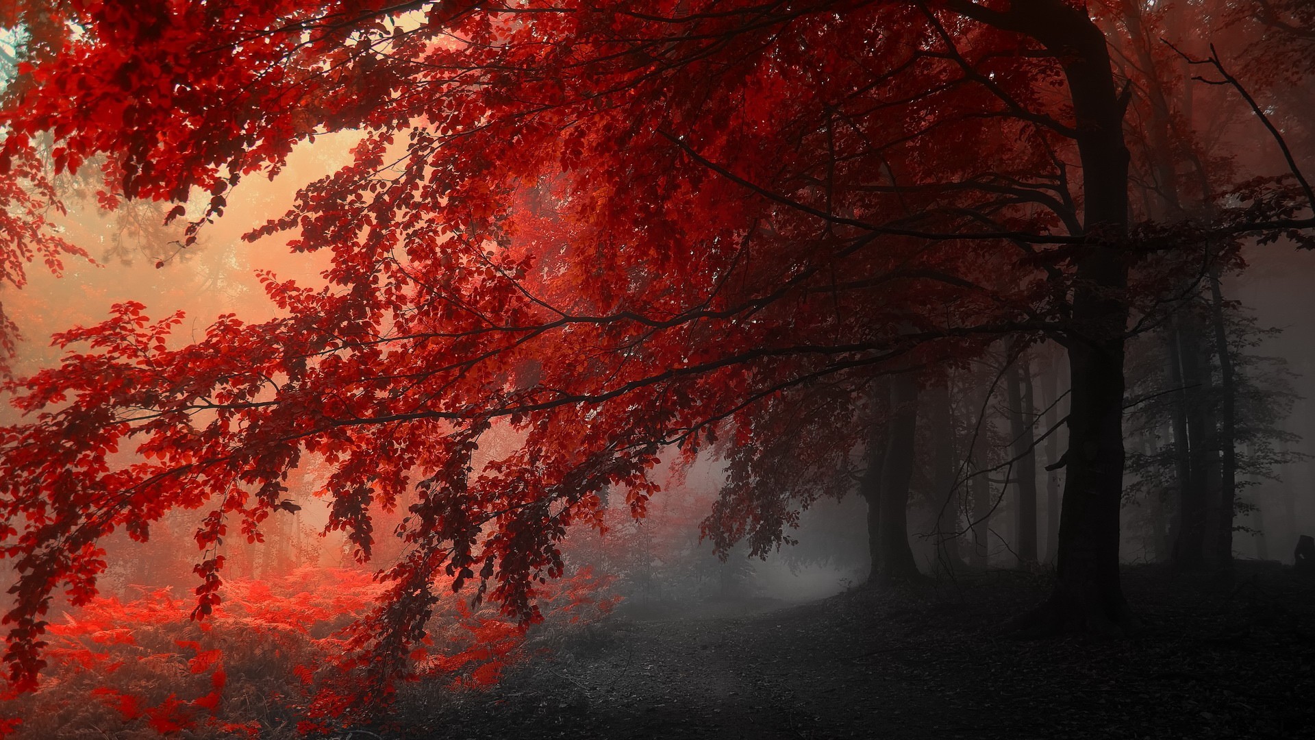 General 1920x1080 fall mist red nature trees plants outdoors