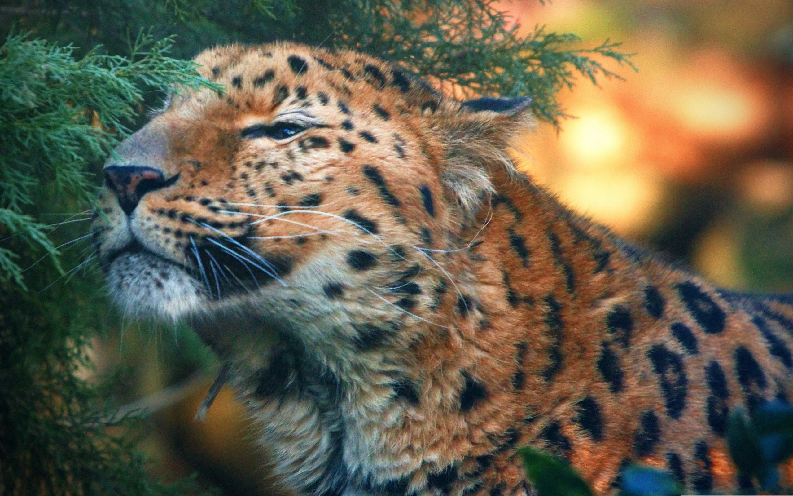 General 2560x1600 leopard big cats animals mammals closeup blurry background blurred whiskers fur