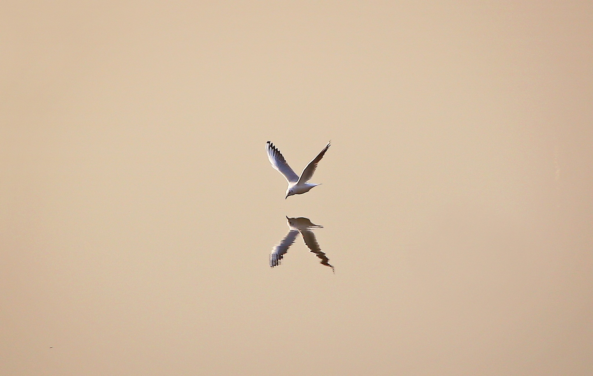 General 2048x1300 minimalism simple background animals birds seagulls reflection