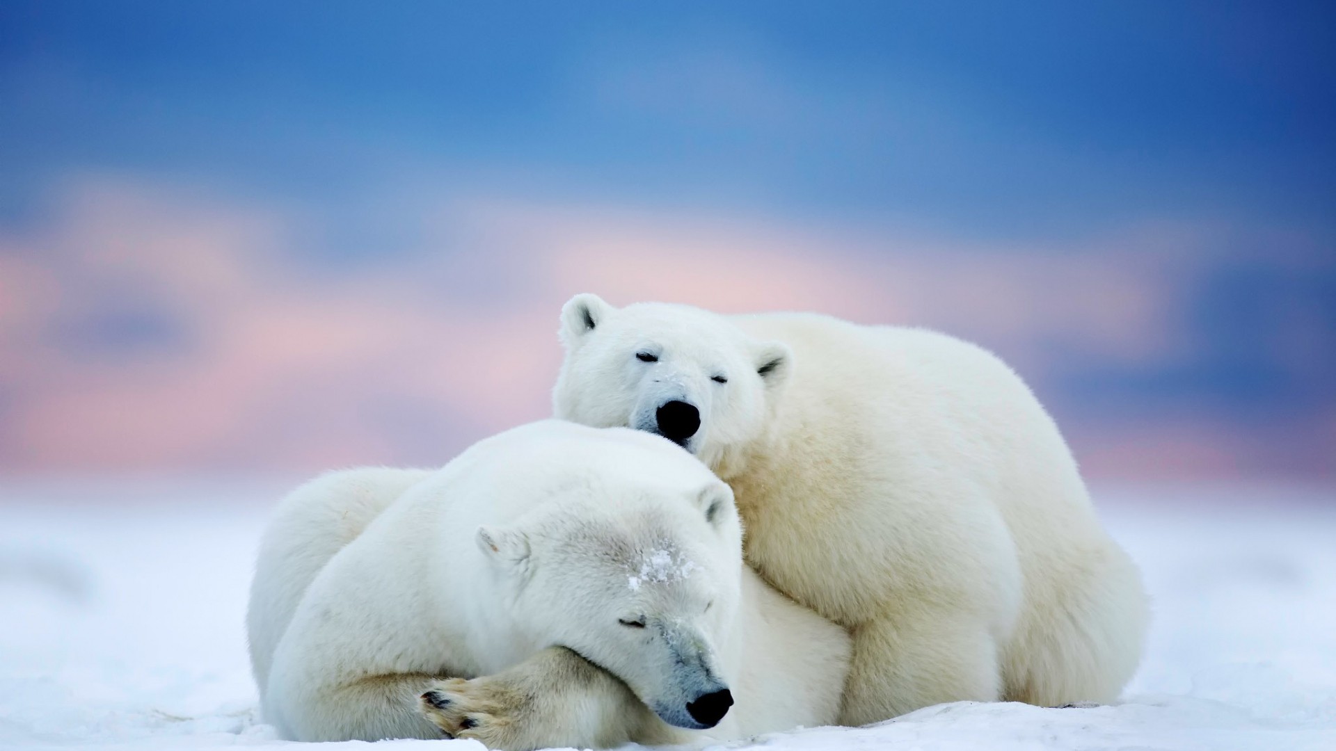 General 1920x1080 bears winter polar bears animals mammals sleeping relaxing
