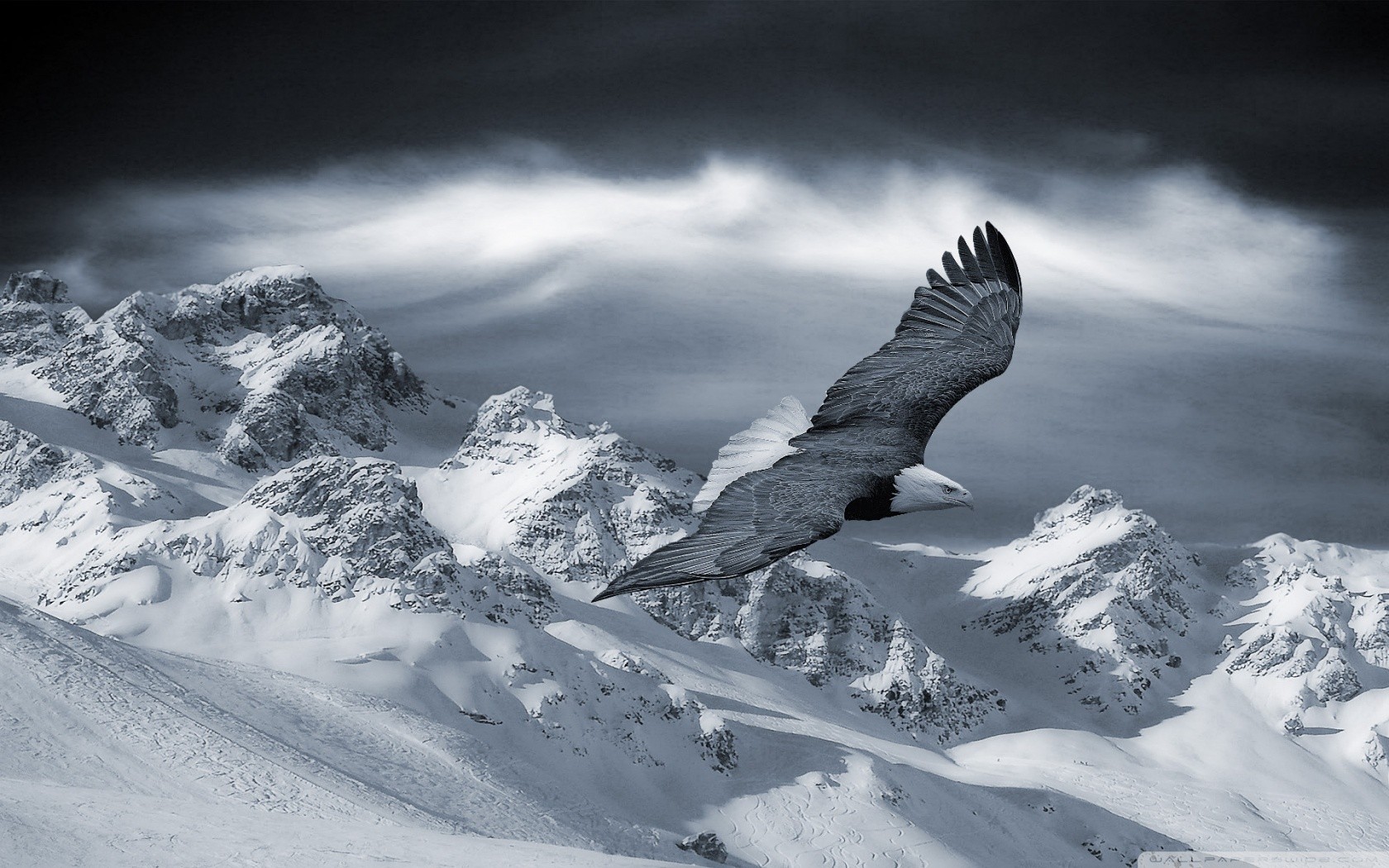 General 1680x1050 animals eagle mountains birds wings flying snow nature