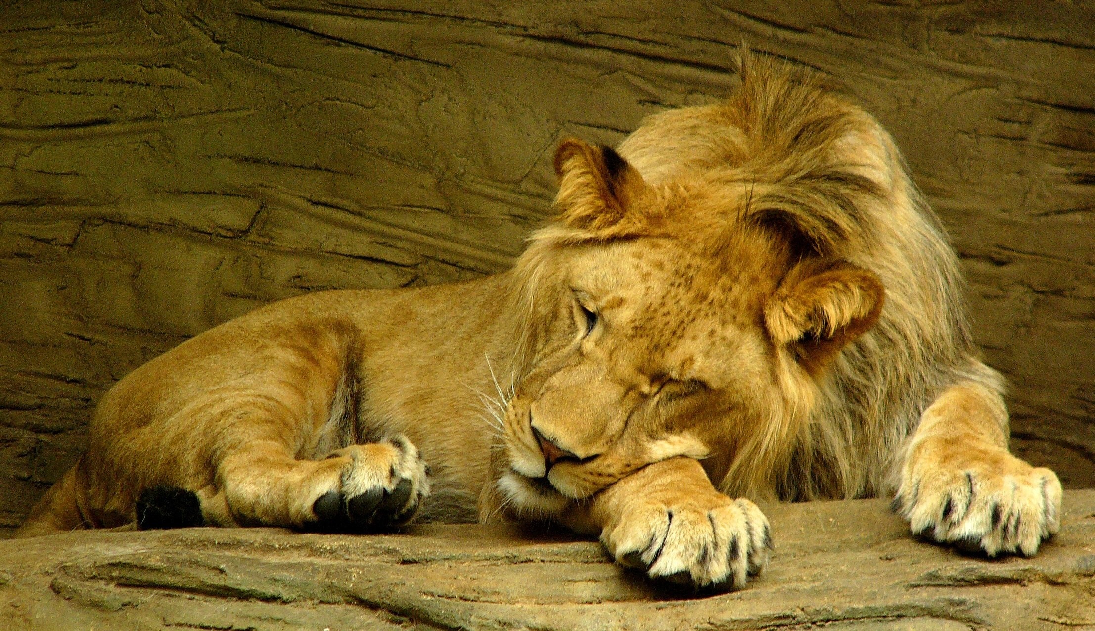 General 2214x1275 lion animals big cats relaxing mammals