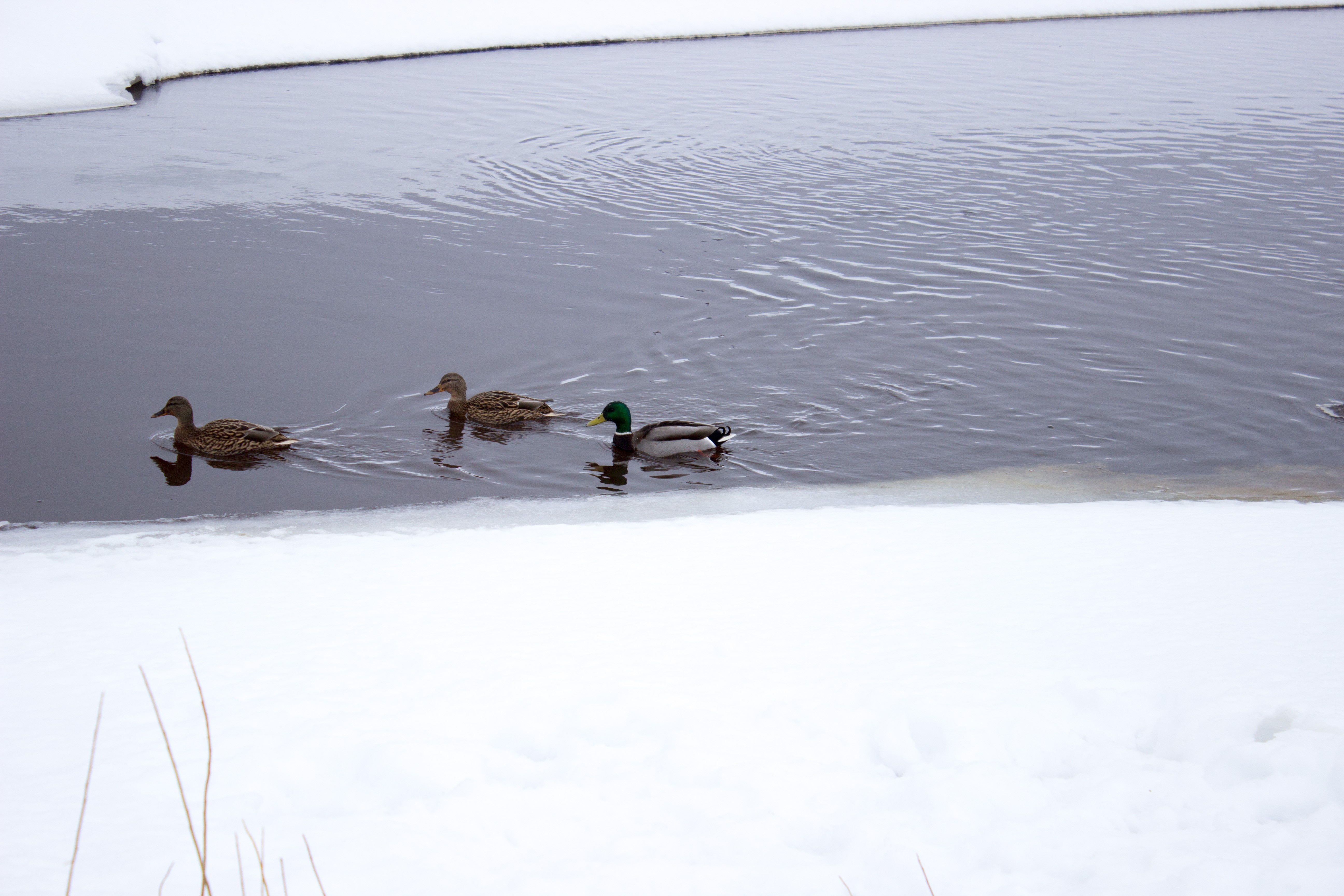 General 5184x3456 animals duck river winter Russia birds