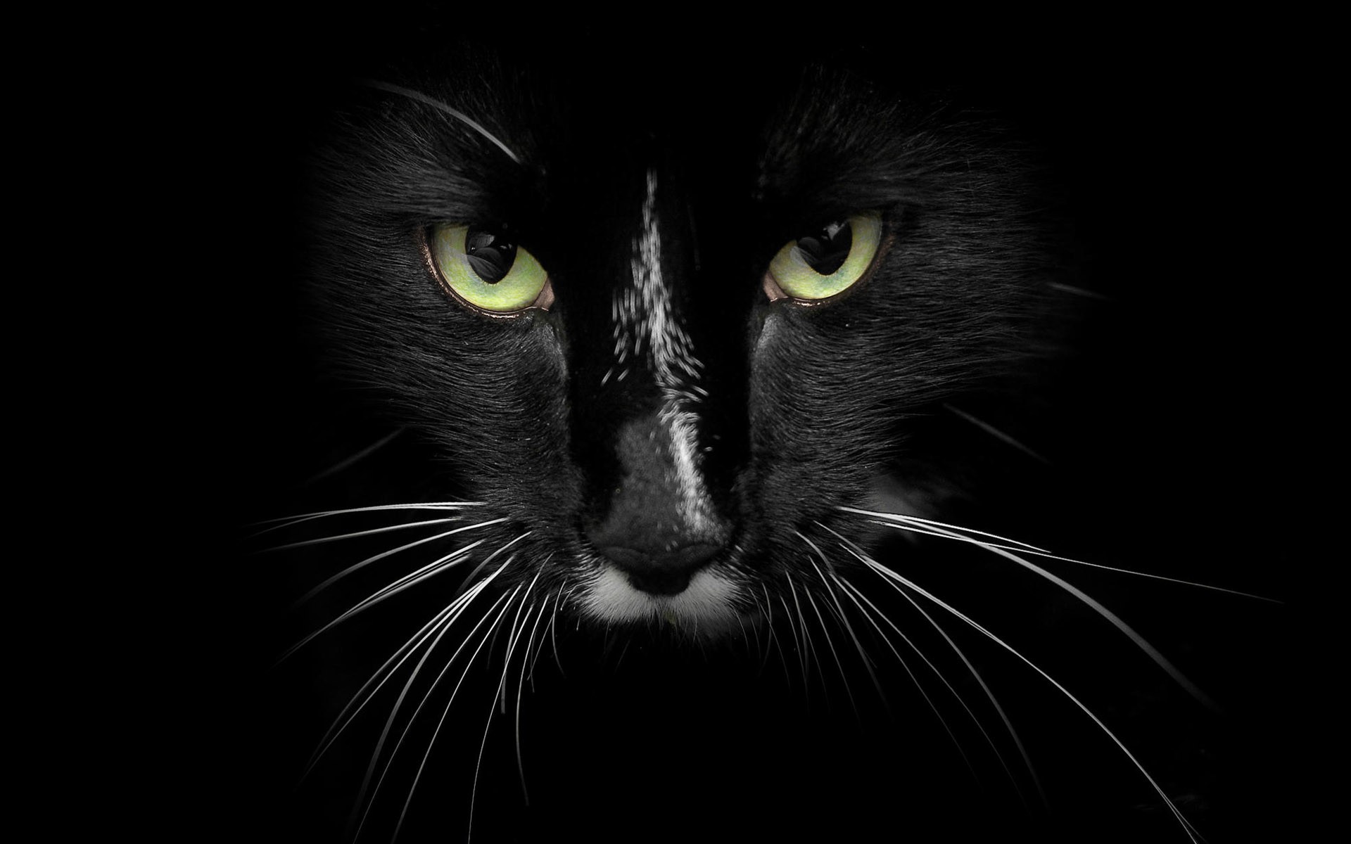 General 1920x1200 cats feline black closeup simple background black background animals mammals animal eyes