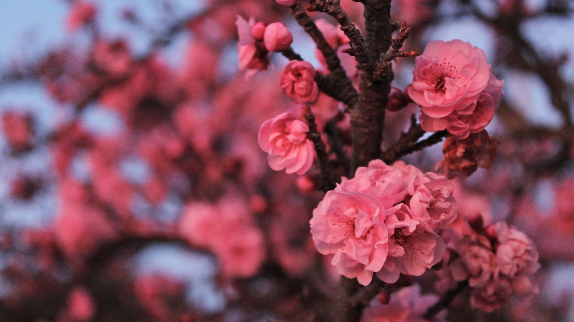 General 1920x1080 blossoms spring branch pink flowers plants